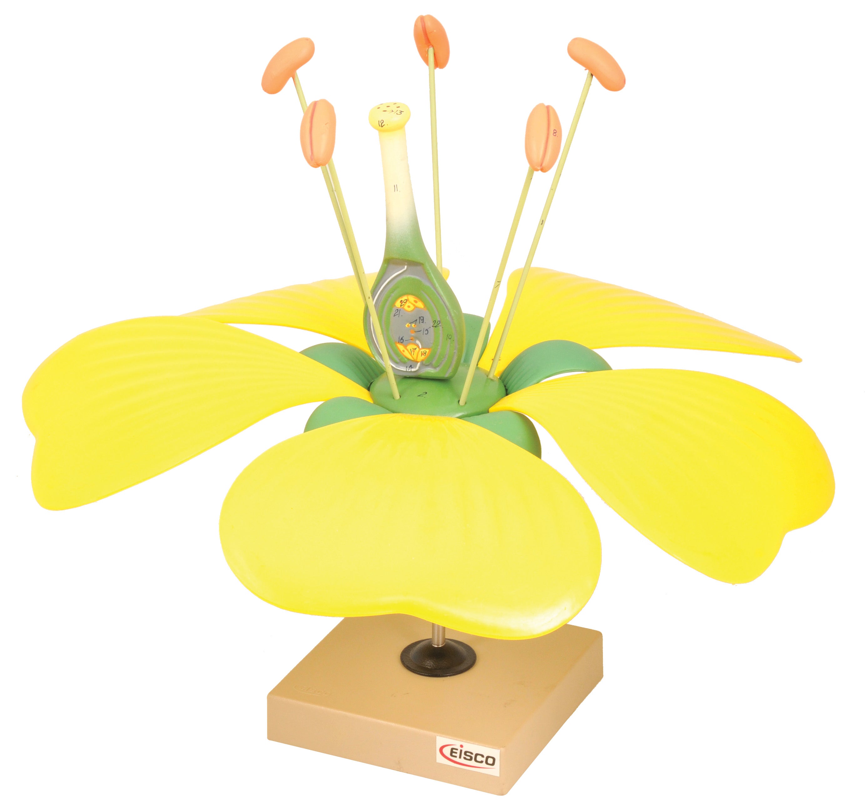 Botany