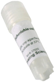 E. Coli Freeze-Dried Culture, Lyophilized Pellet in Vial
