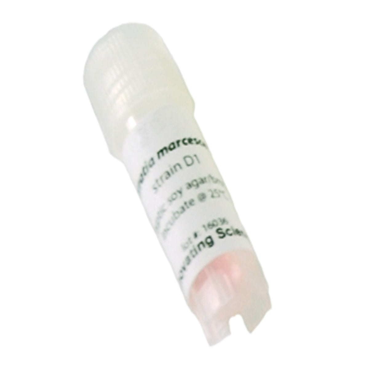 Serratia Marcescens Freeze-Dried Culture, Lyophilized Pellet in Vial
