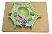 Plant Cell Model on Base, 11.5 x 10 x 2"