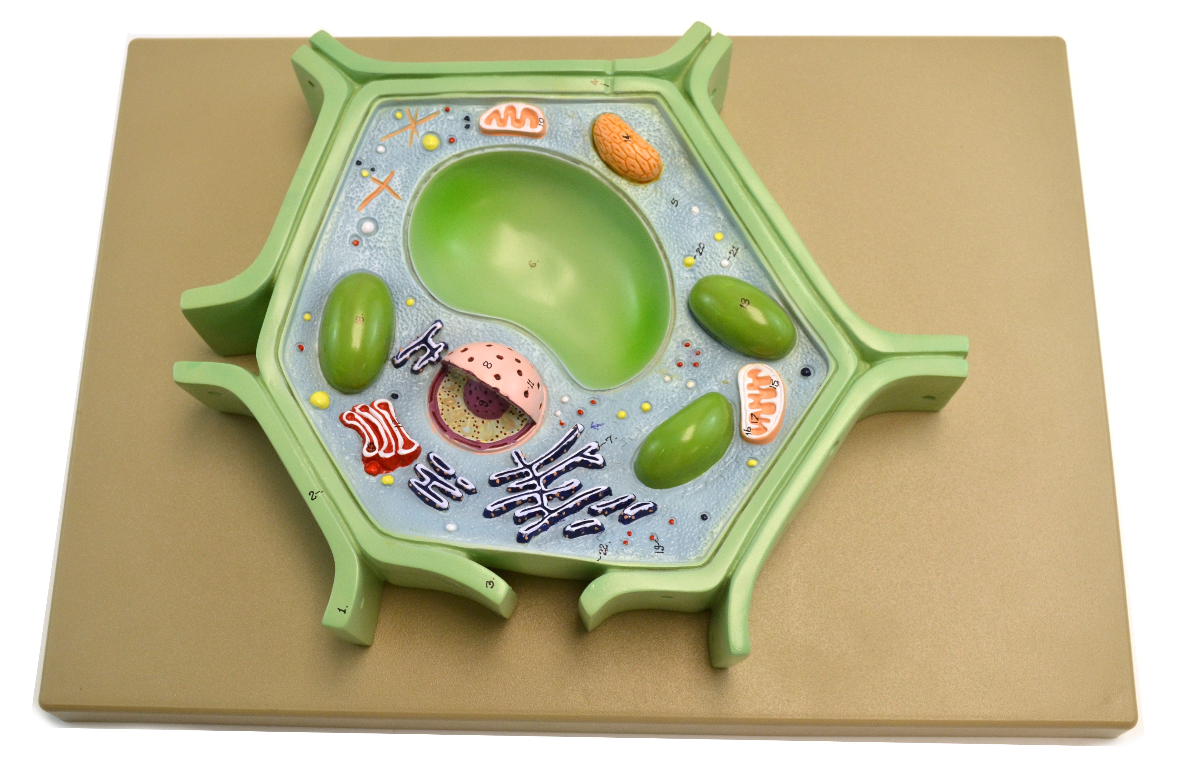 Plant Cell Model on Base, 11.5 x 10 x 2"