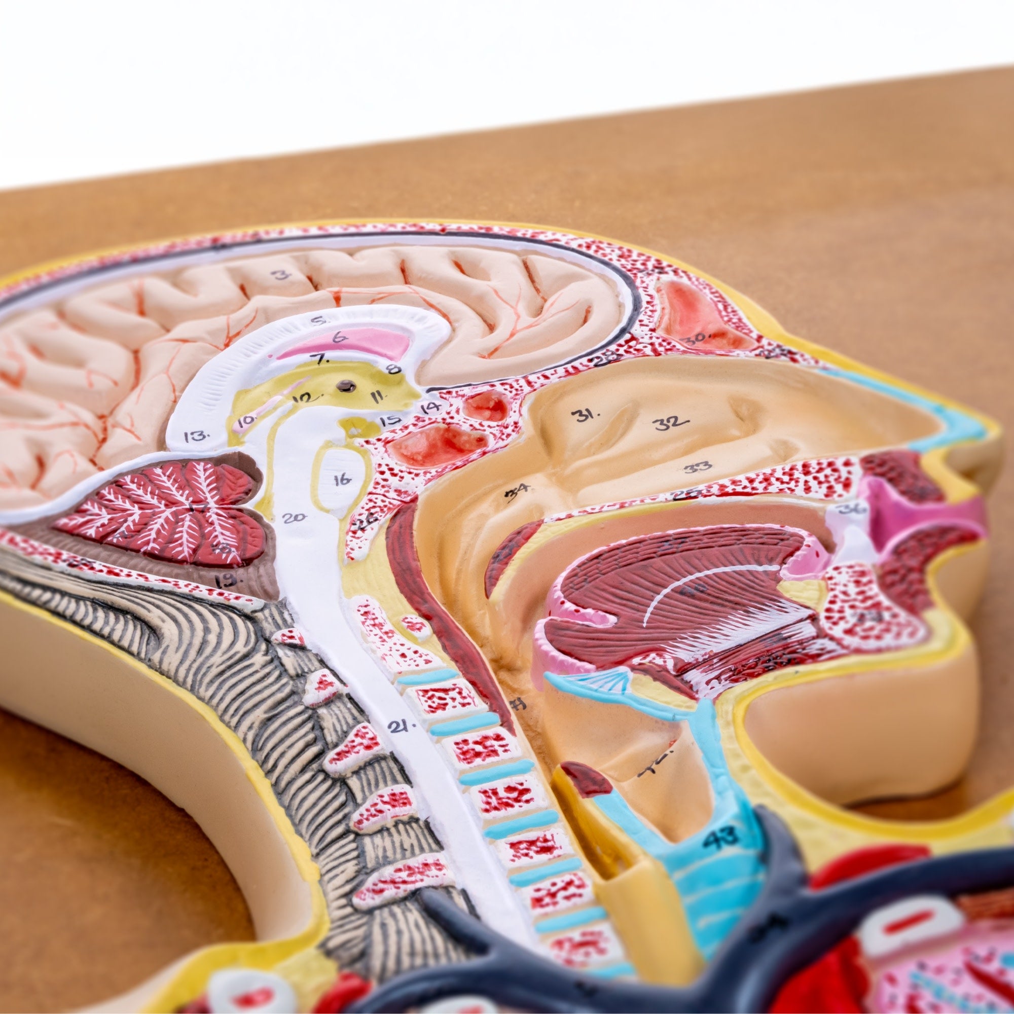 Human Respiratory System Anatomical Model on Wooden Board, Hand-Painted