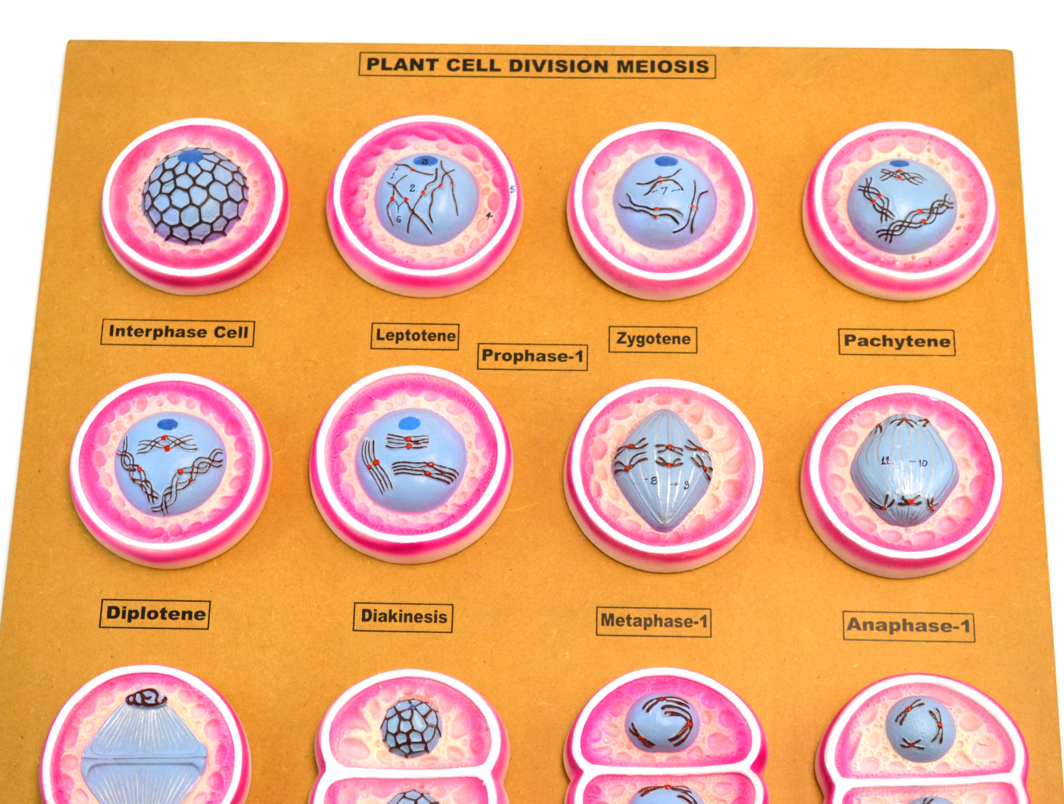 16-Stage Plant Cell Division (Meiosis) Model, 24 x 18" Base