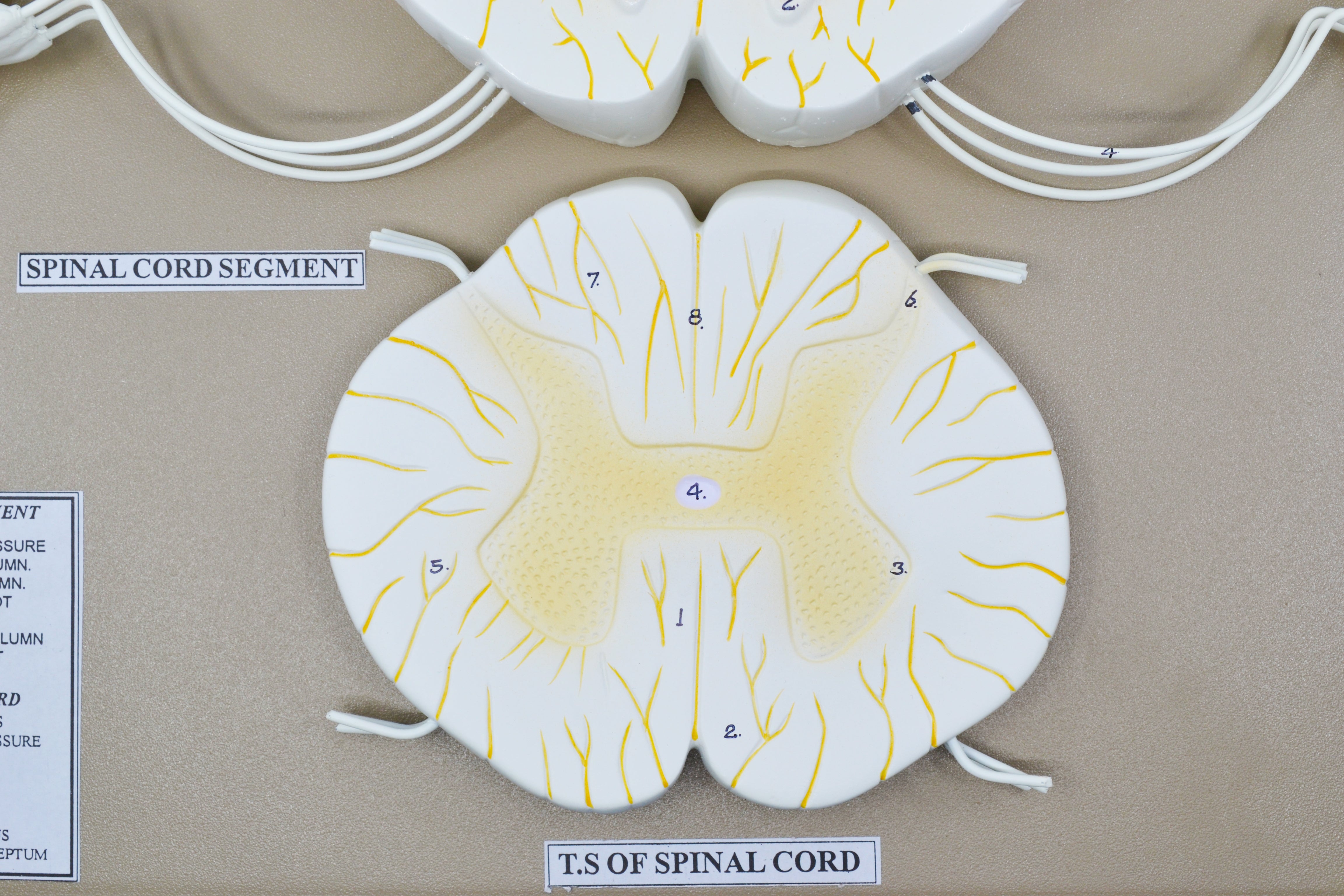Spinal Cord Model with Nerve Branches, 17", 10X Enlarged