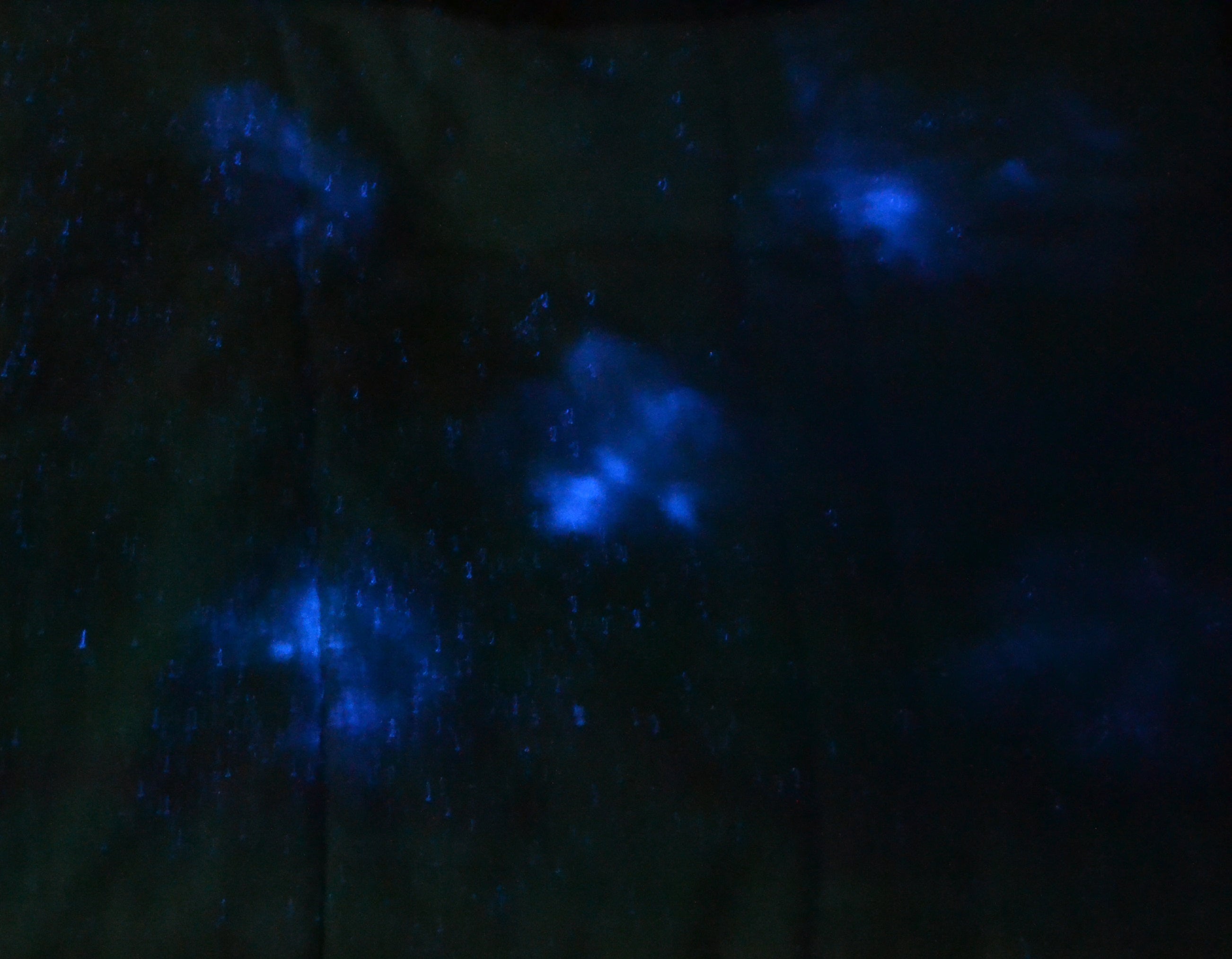 Chemiluminescence Blood Stain Detection Forensic Kit