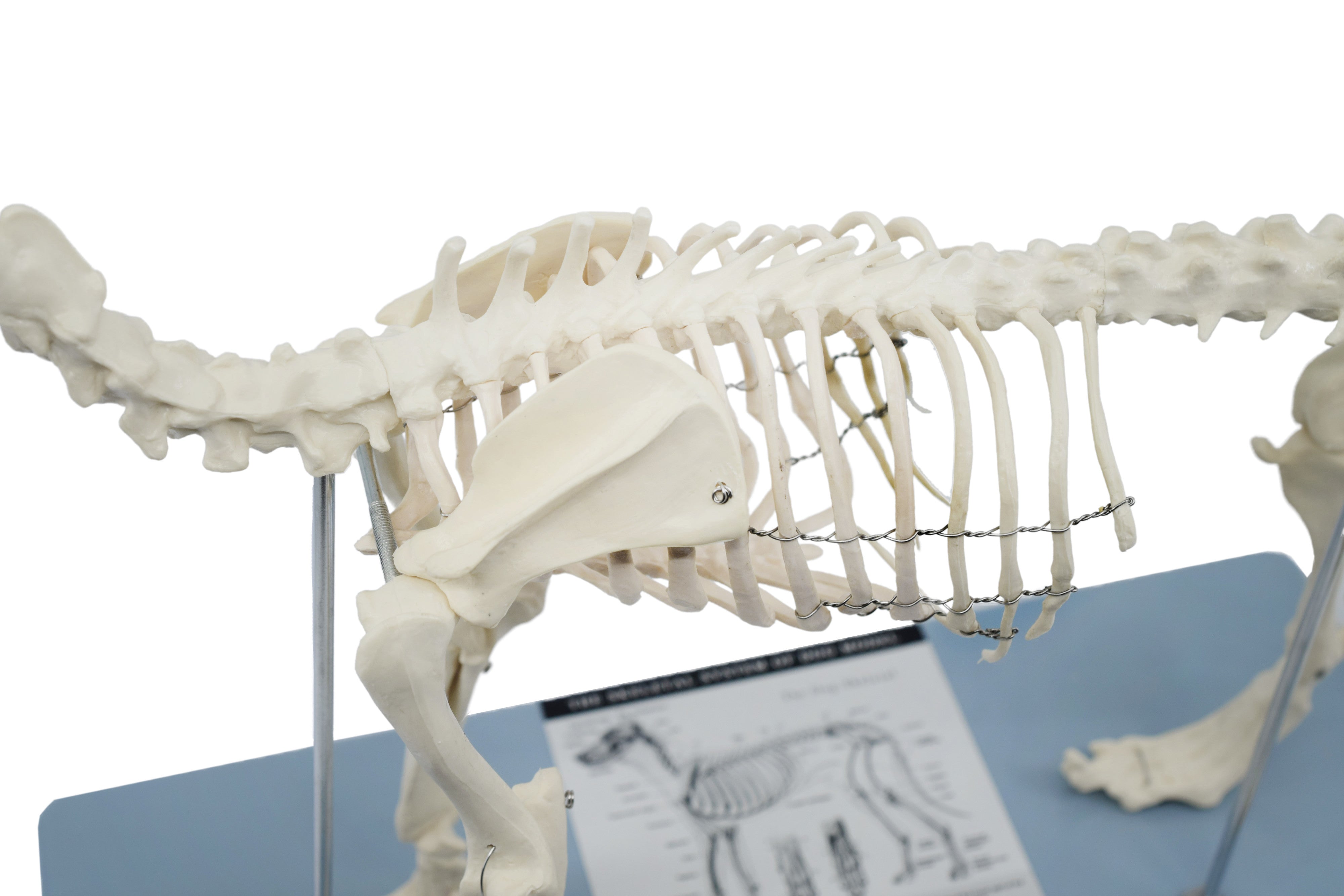 Adult Dog Skeletal System Model, Life Size, 12"