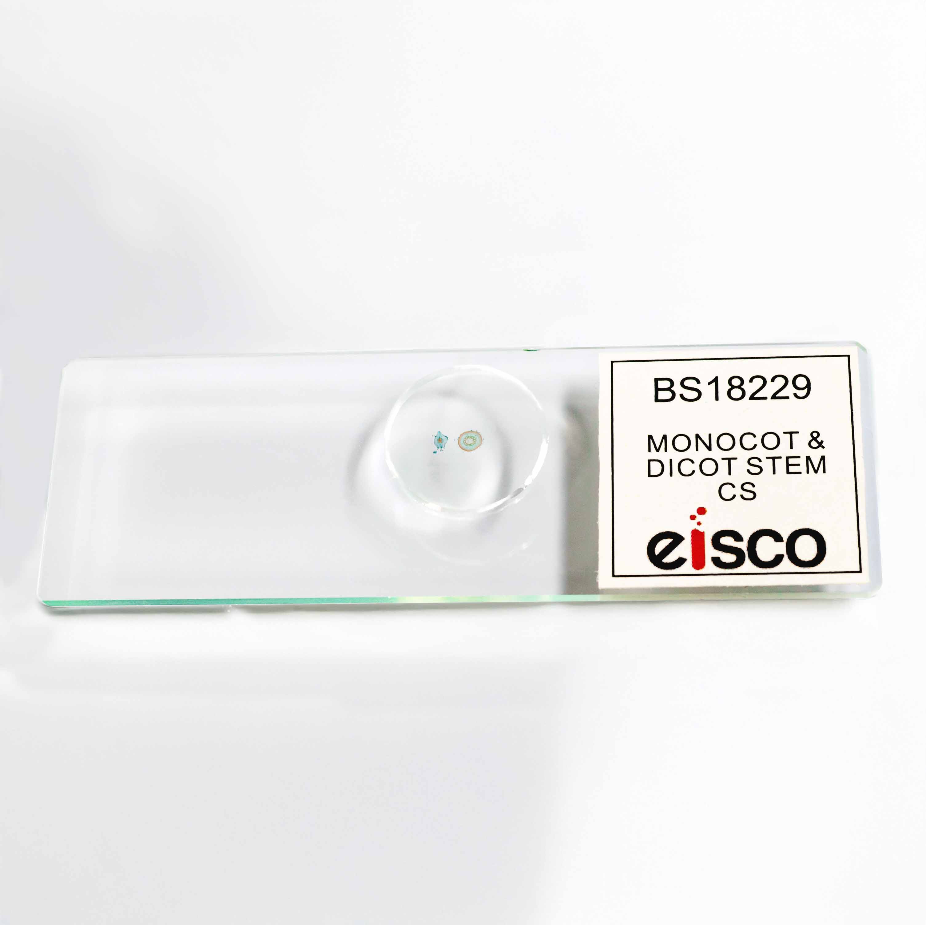 Monocot and Dicot Root Comparison Prepared Microscope Slide