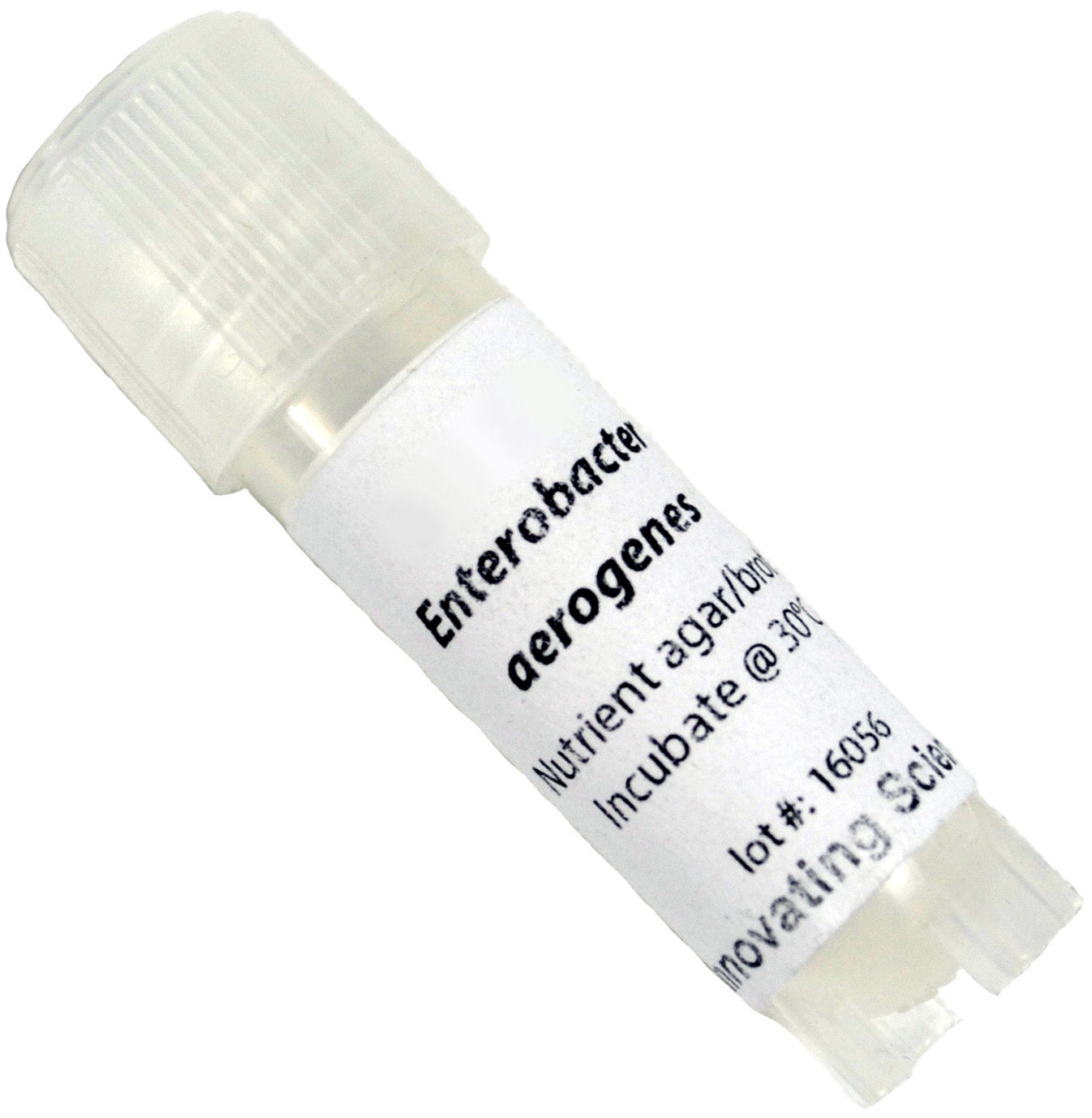 Enterobacter Aerogenes Freeze-Dried Culture, Lyophilized Pellet in Vial