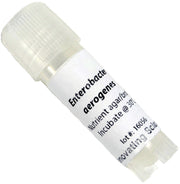 Enterobacter Aerogenes Freeze-Dried Culture, Lyophilized Pellet in Vial