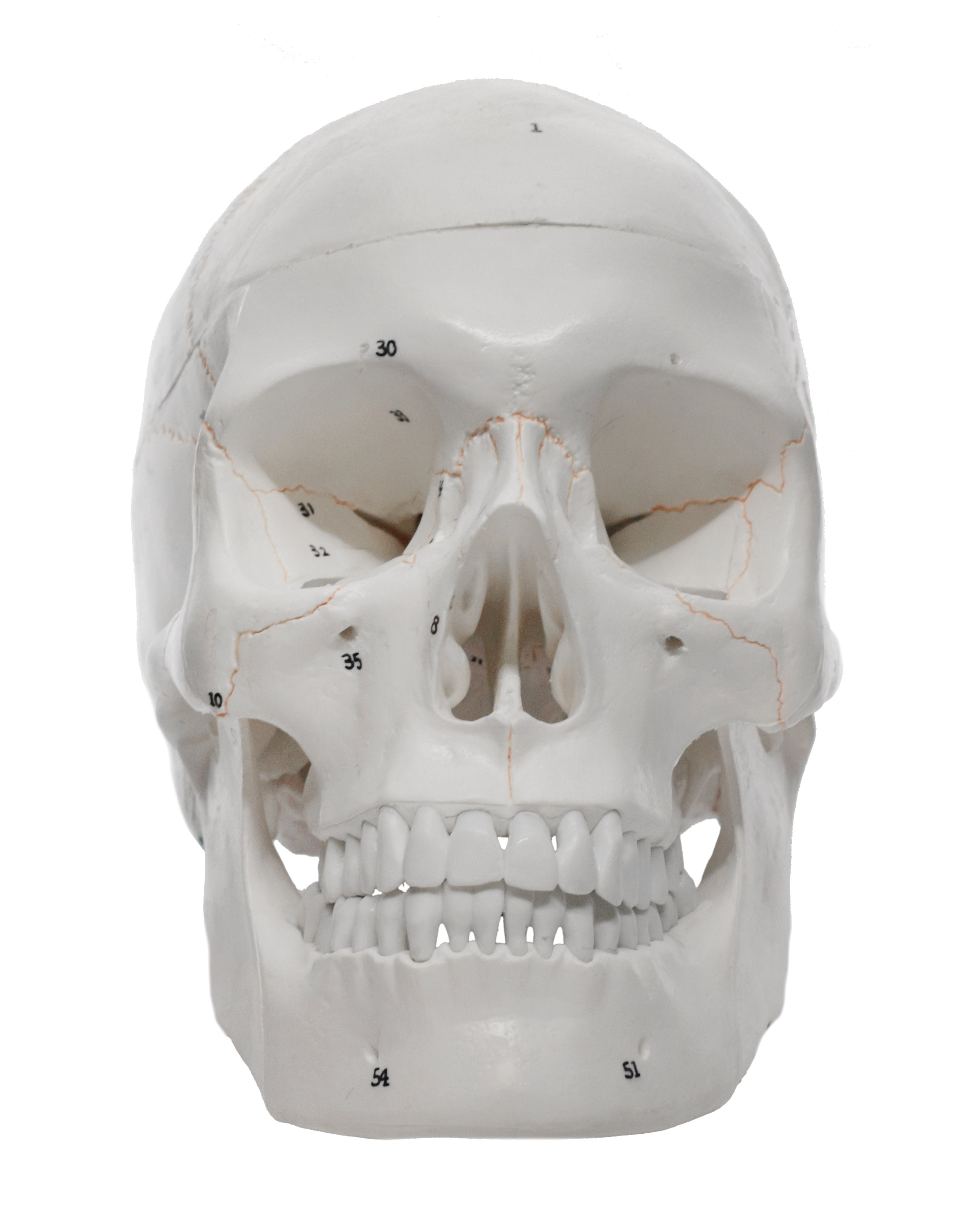 Numbered 3-Part Human Skull Model with Painted Sutures
