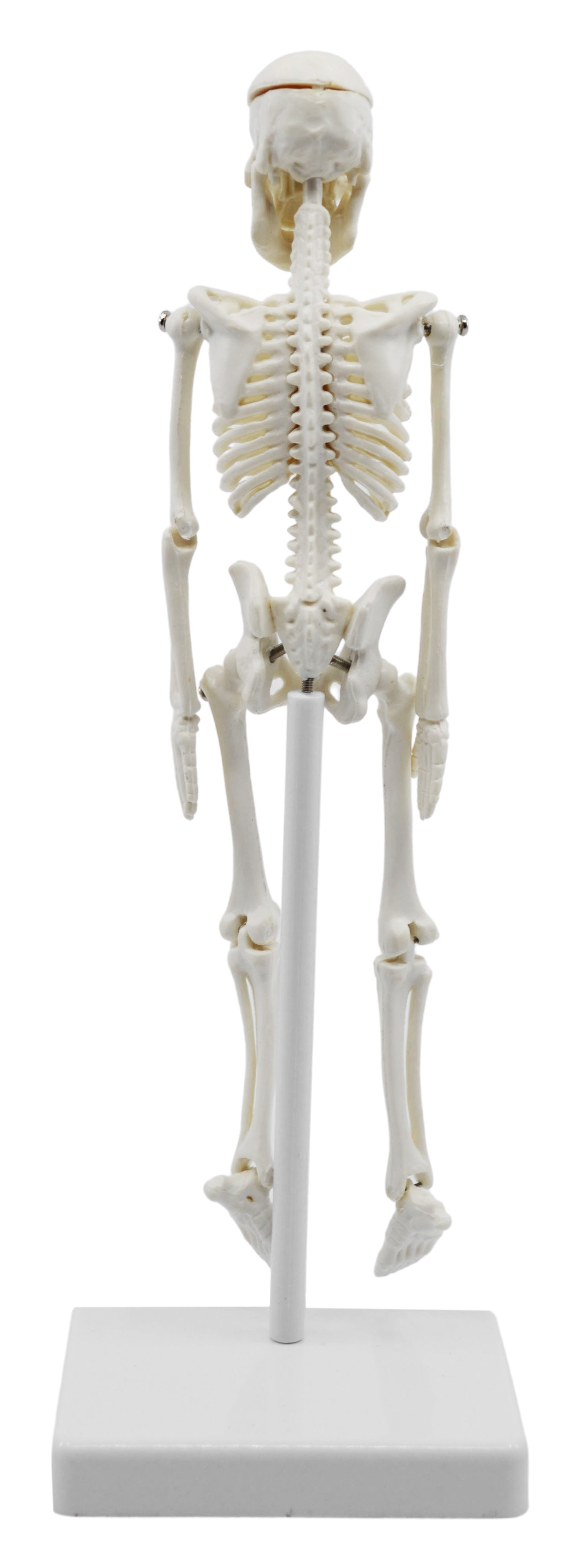 Miniature Articulated Human Skeleton, 8" with Stand