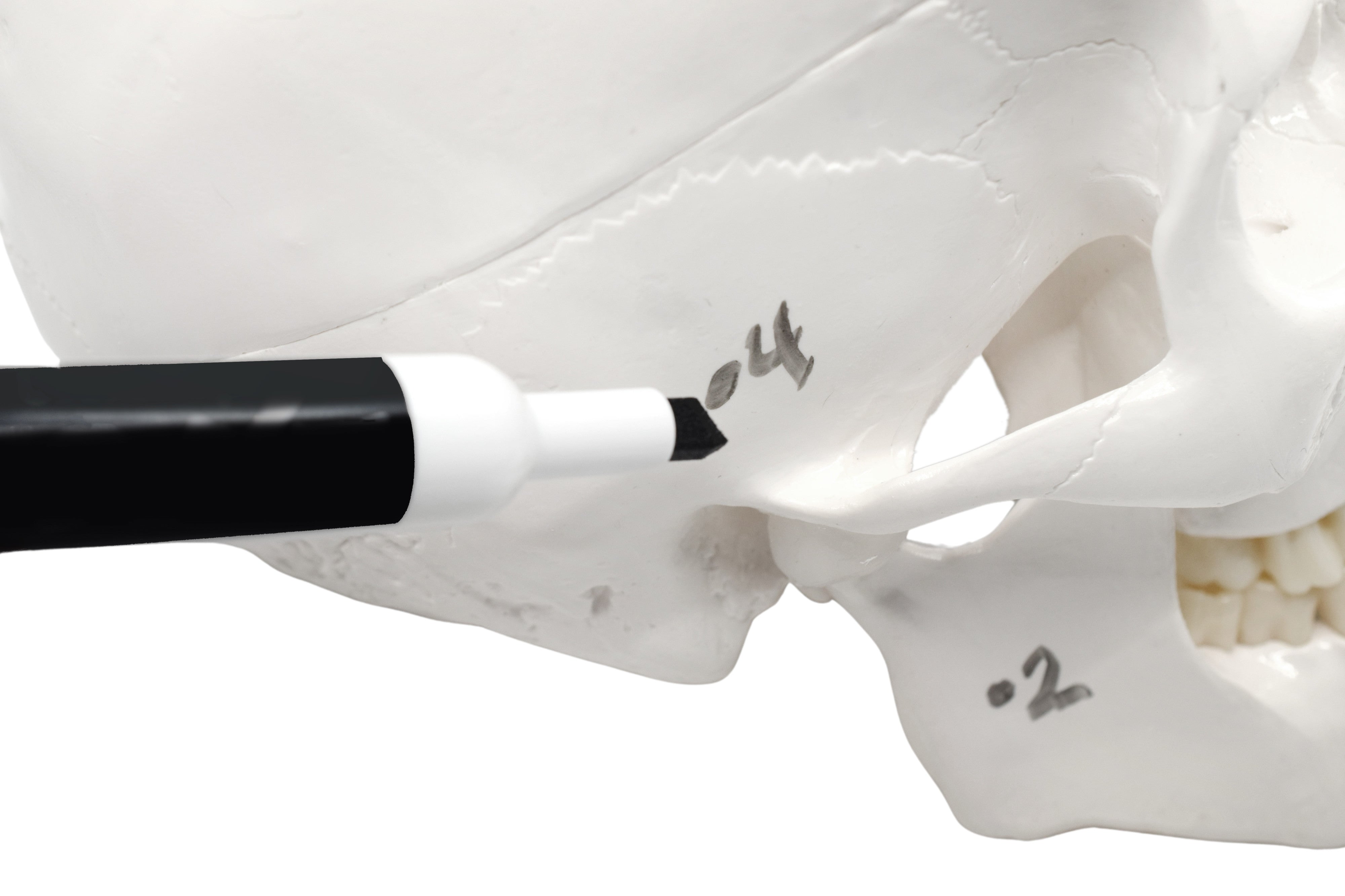 Human Skull Model with Dry-Erase Surface, 3-Part, 9"