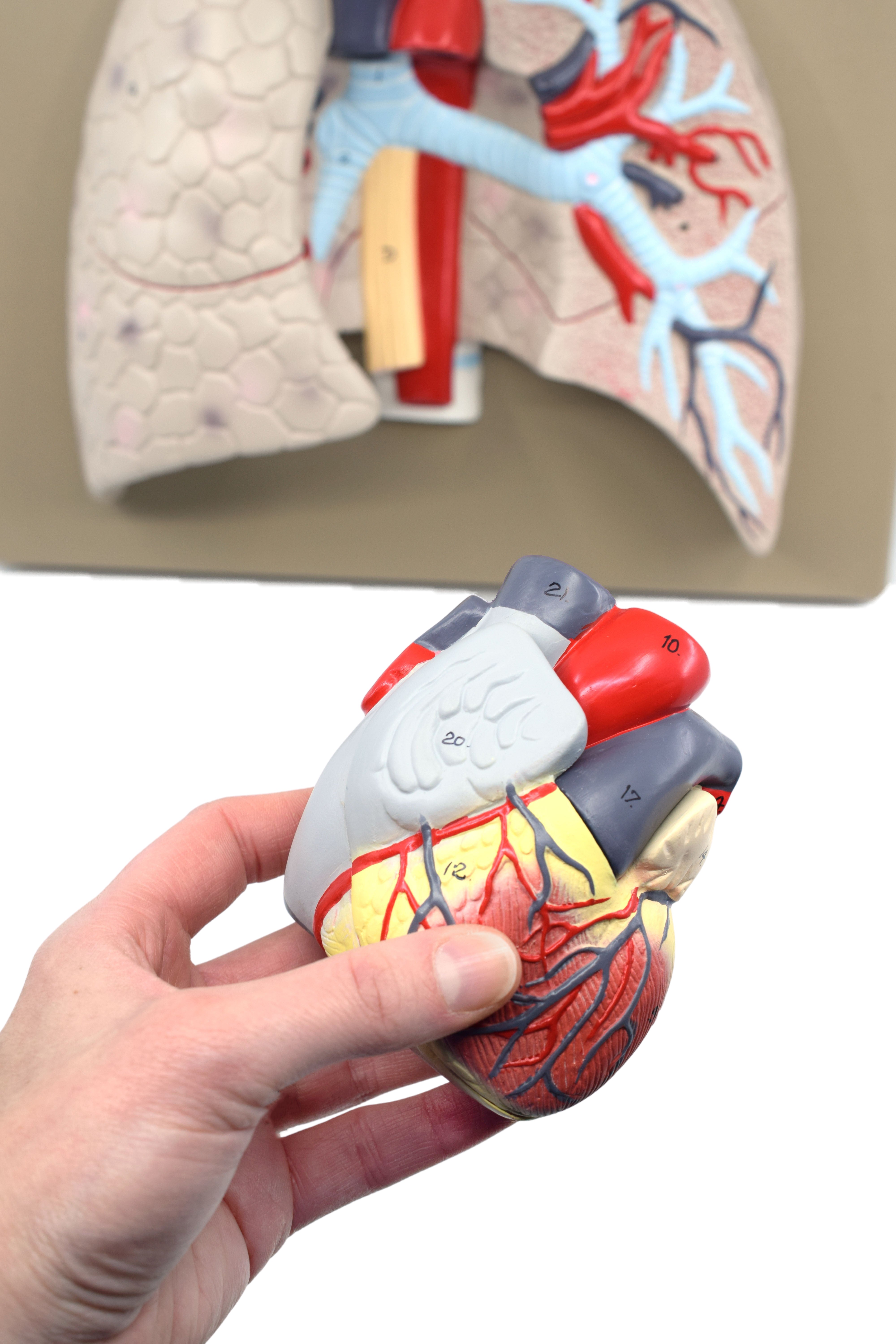 Human Heart and Lung Model with Removable Heart, 16.5"