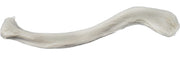 Left Clavicle Bone Model
