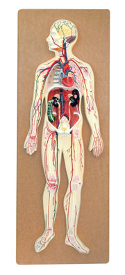 Human Circulatory System Model, Half Natural Size, on 32 x 12" Base