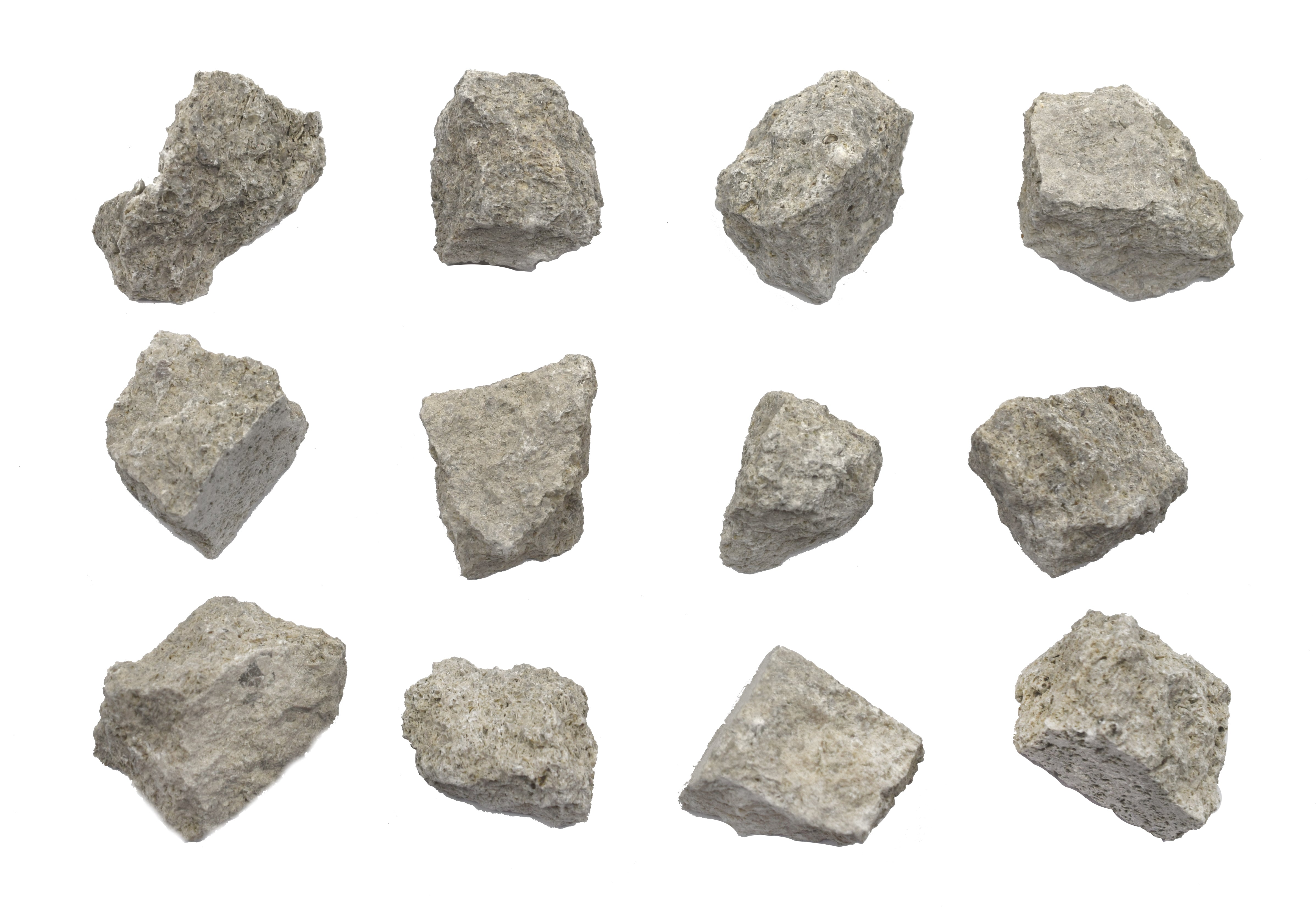 Fossiliferous Limestone Specimen