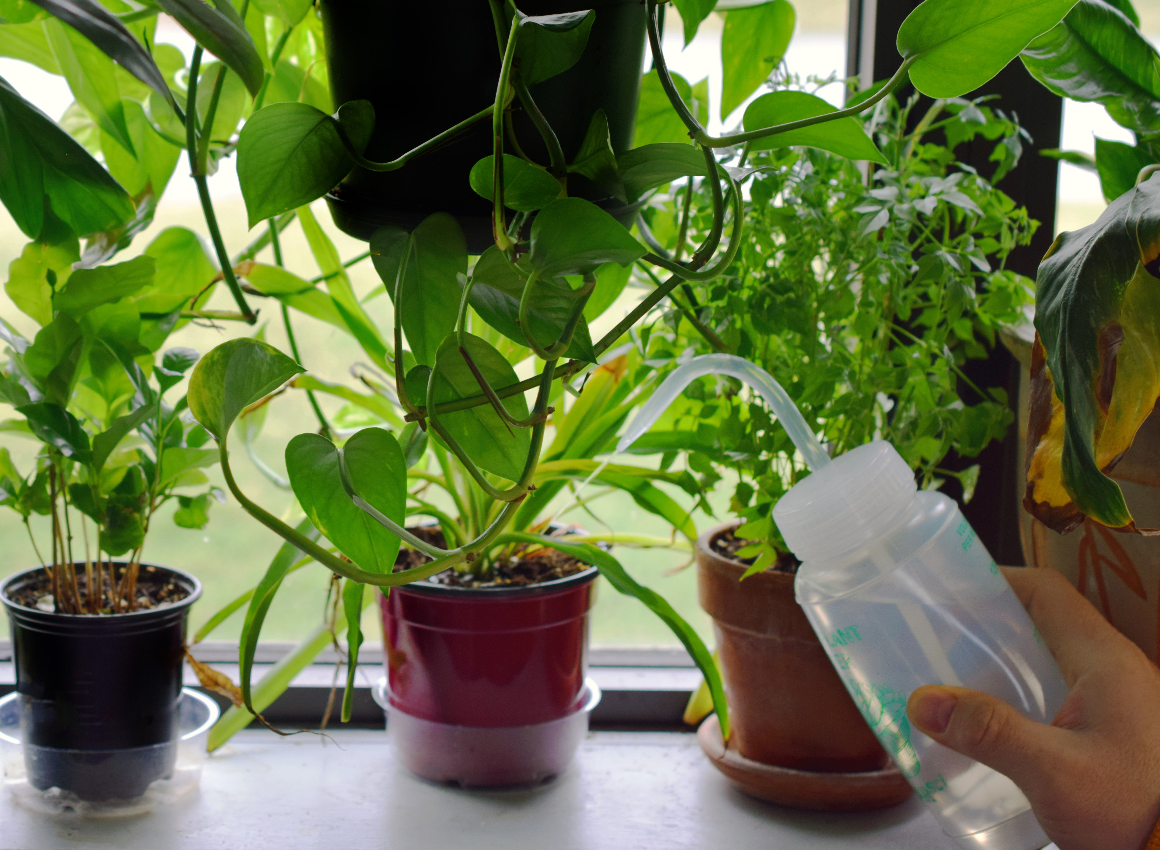 2PK Houseplant Helper Plant Water Bottle, 16oz - Weekly Irrigation Scale Printed on Side - Plant Watering Devices, Succulent Watering Bottle, Indoor House Plant Waterer, Seed Tray Watering Can
