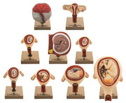 9-Piece Embryonic and Fetal Development Pregnancy Model Set