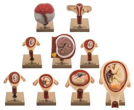 9-Piece Embryonic and Fetal Development Pregnancy Model Set