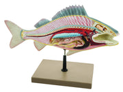 Perch Fish Dissection Anatomical Model, 19.5 inch