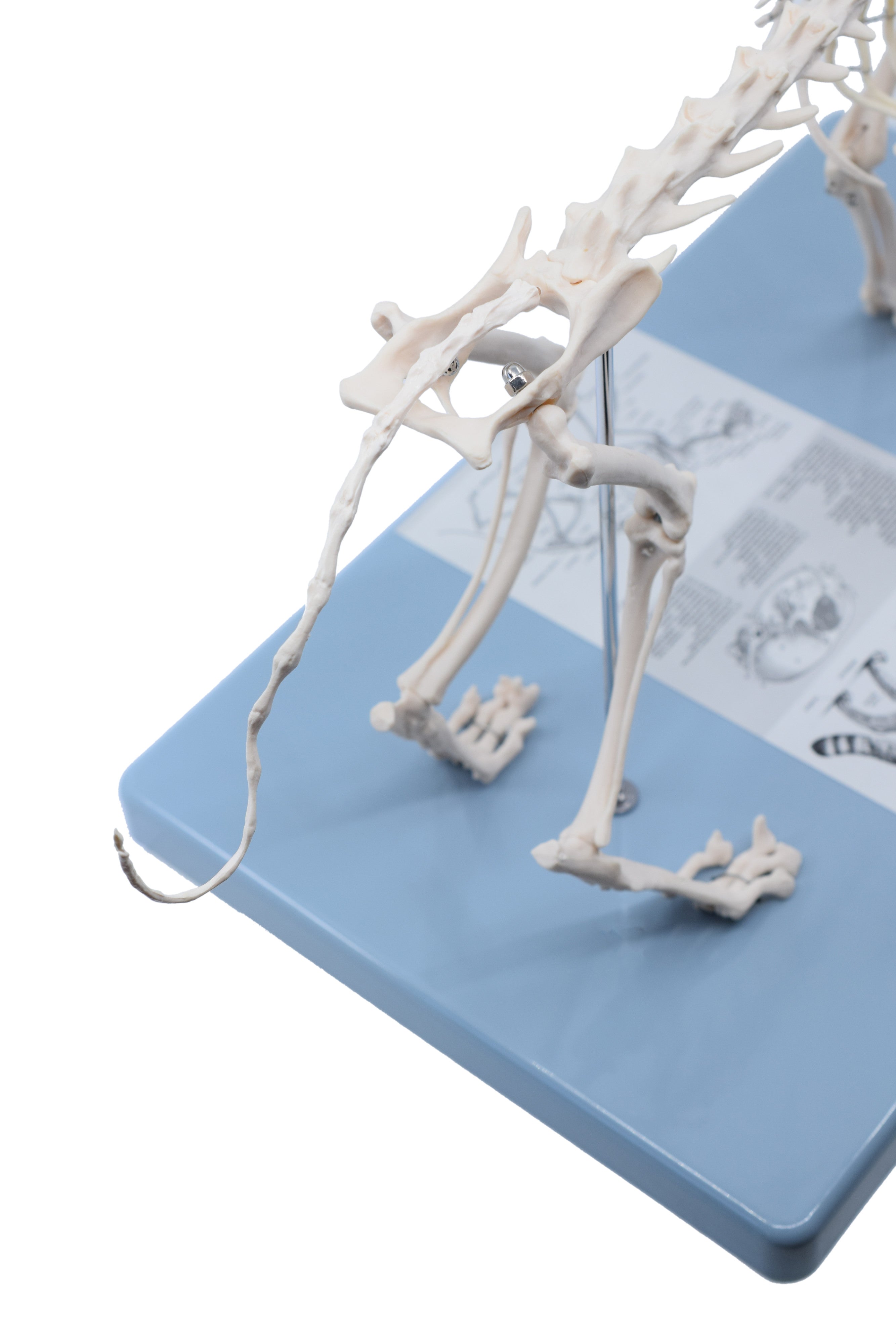 Adult Cat Skeletal System Model, Life Size, 8.25"