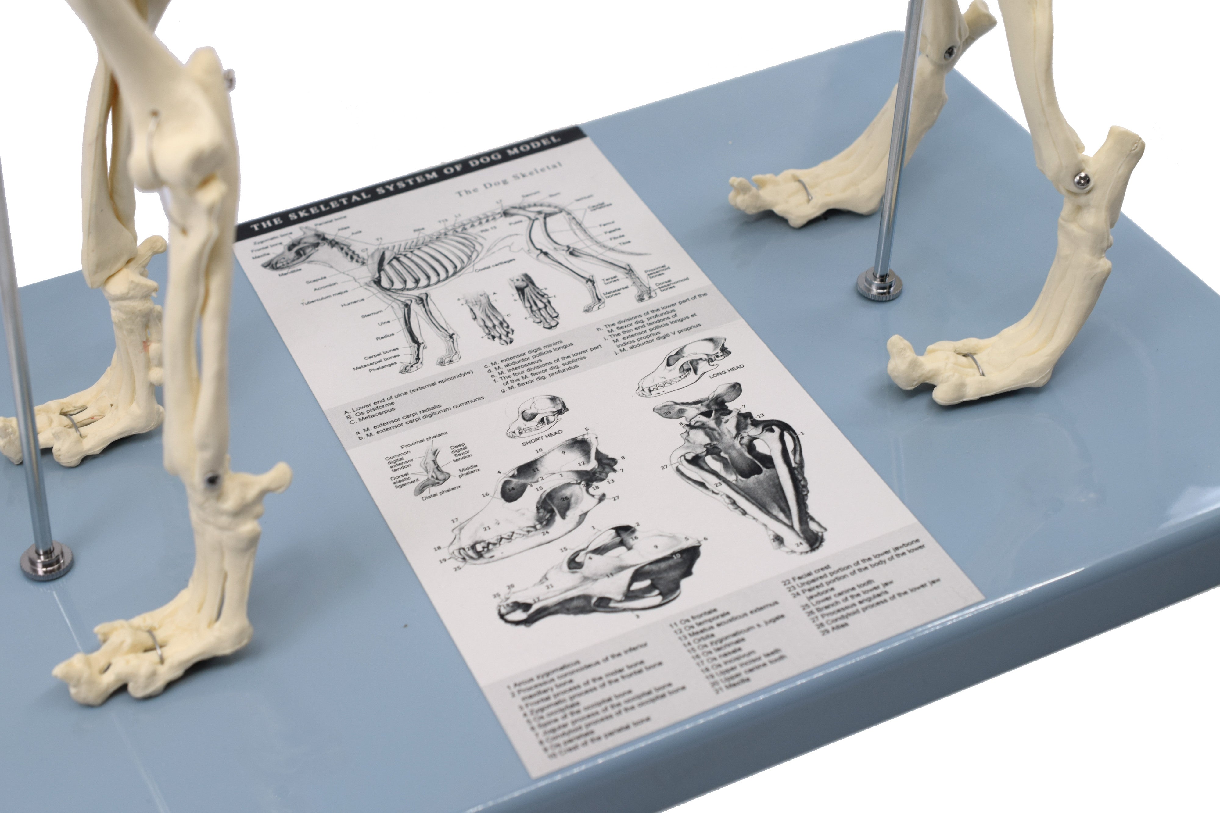 Adult Dog Skeletal System Model, Life Size, 12"
