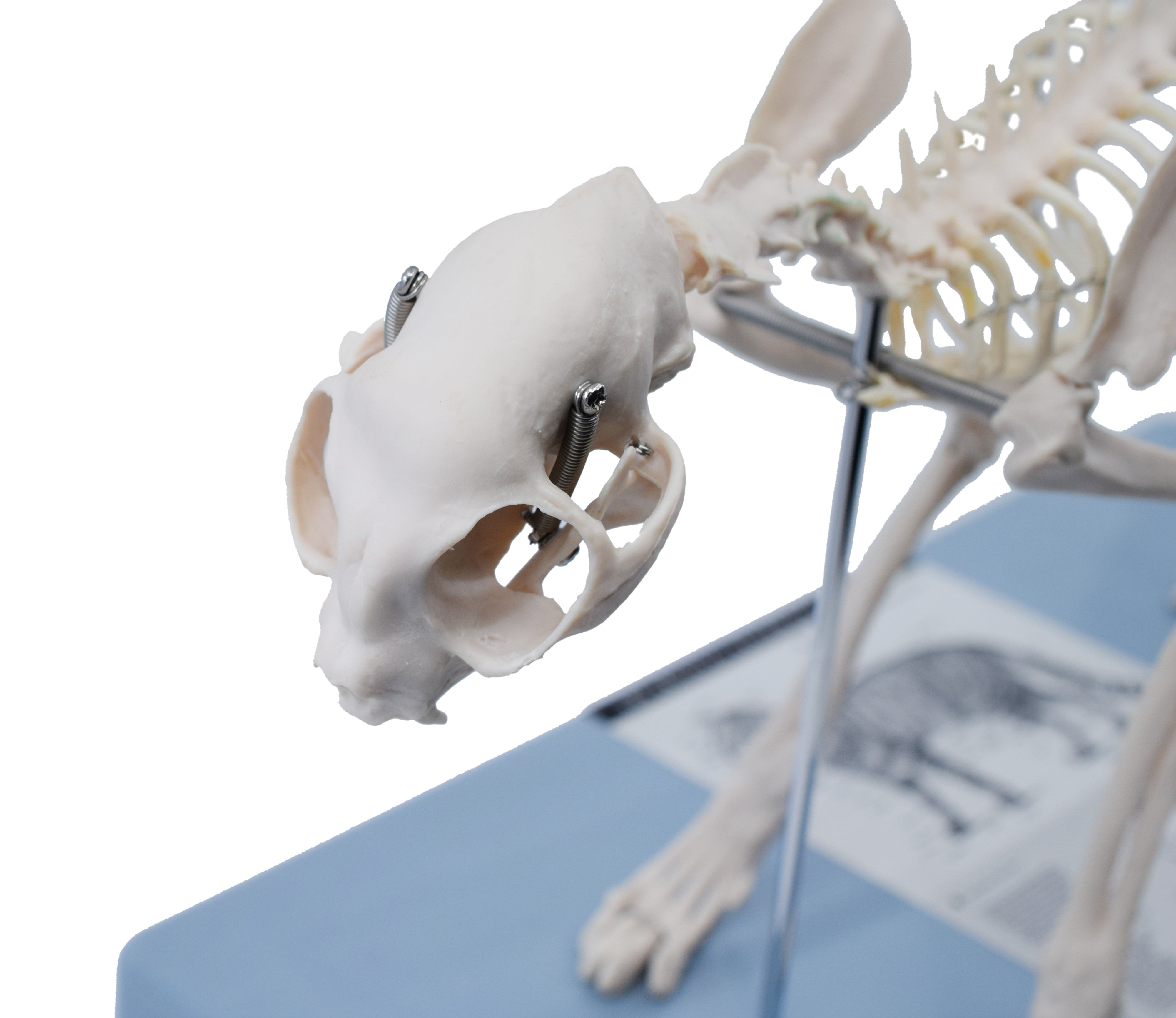 Adult Cat Skeletal System Model, Life Size, 8.25"