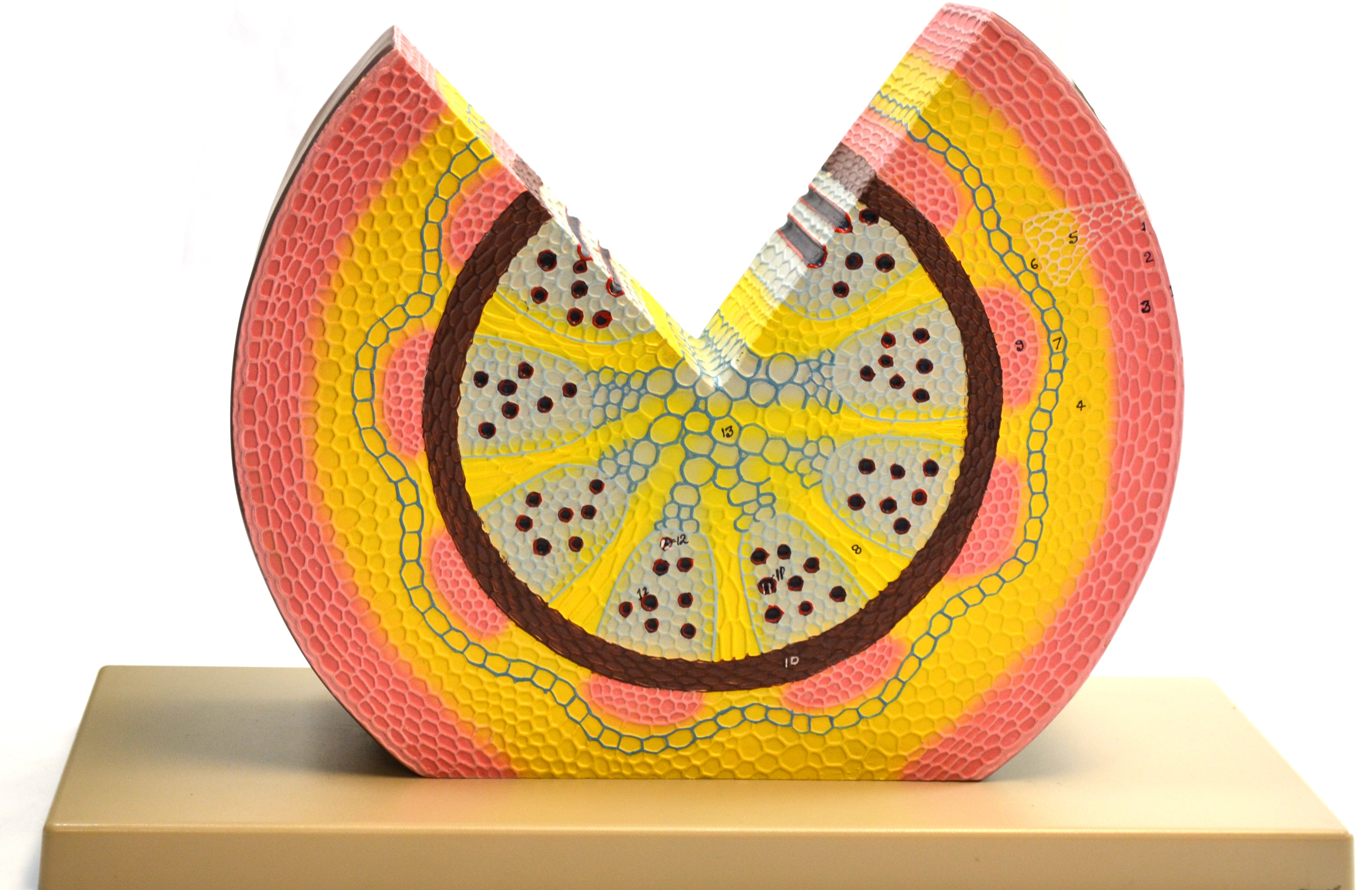 Numbered Dicot Stem Model