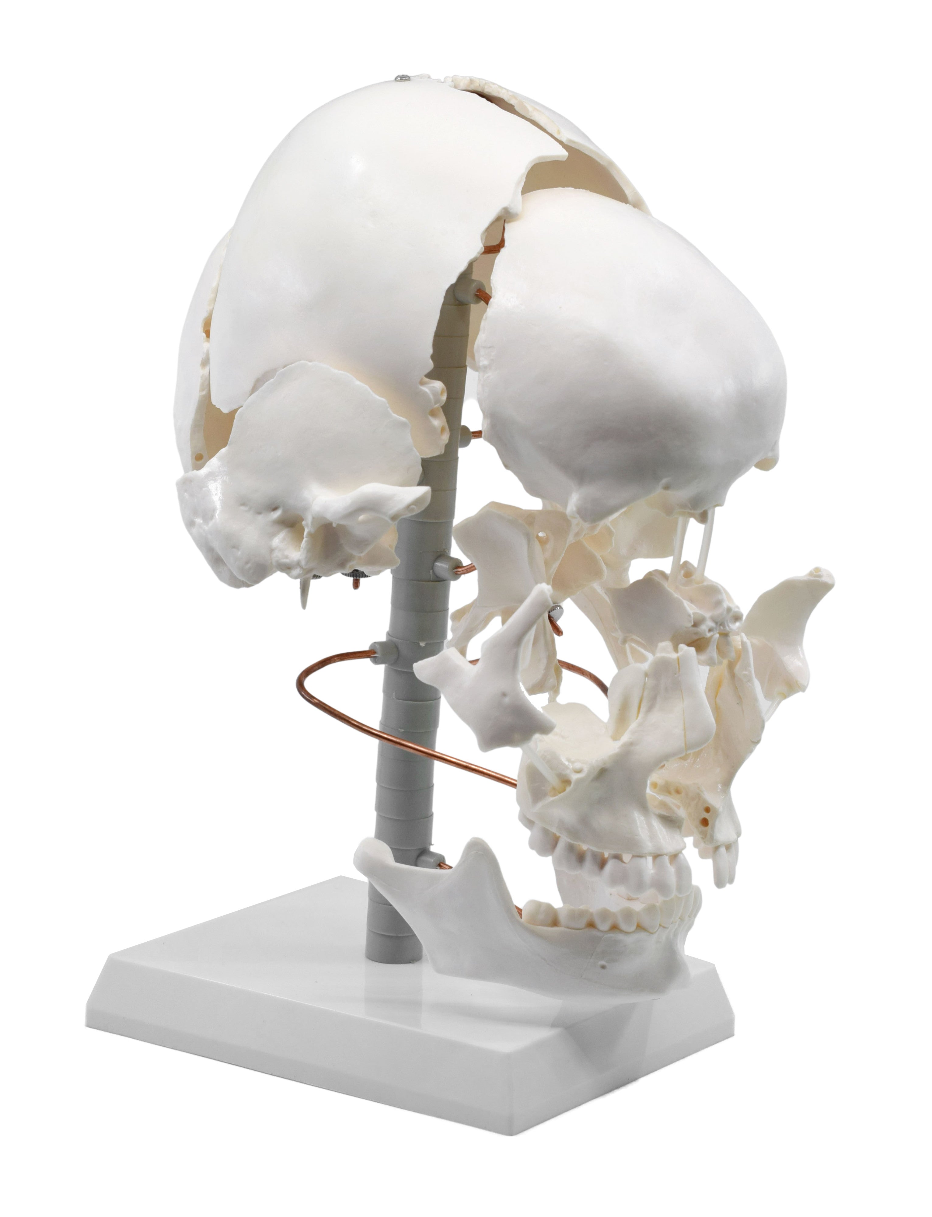 Beauchene Exploded Skull Model, Life Size, 13-Part on Articulated Stand