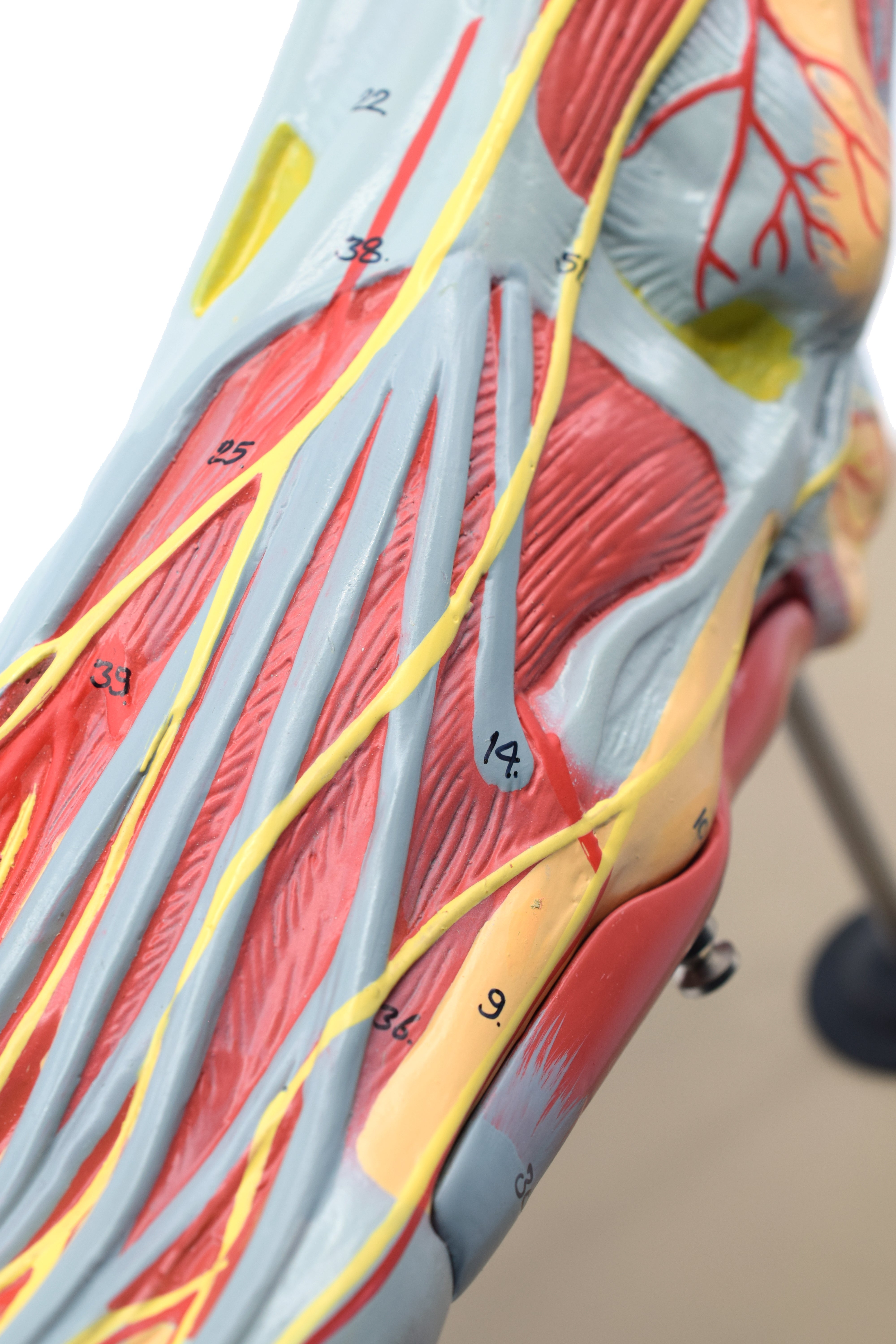 Left Foot and Ankle Muscle and Ligaments Model, Life Size, 8-Part with Mount