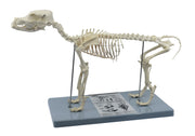 Adult Dog Skeletal System Model, Life Size, 12"