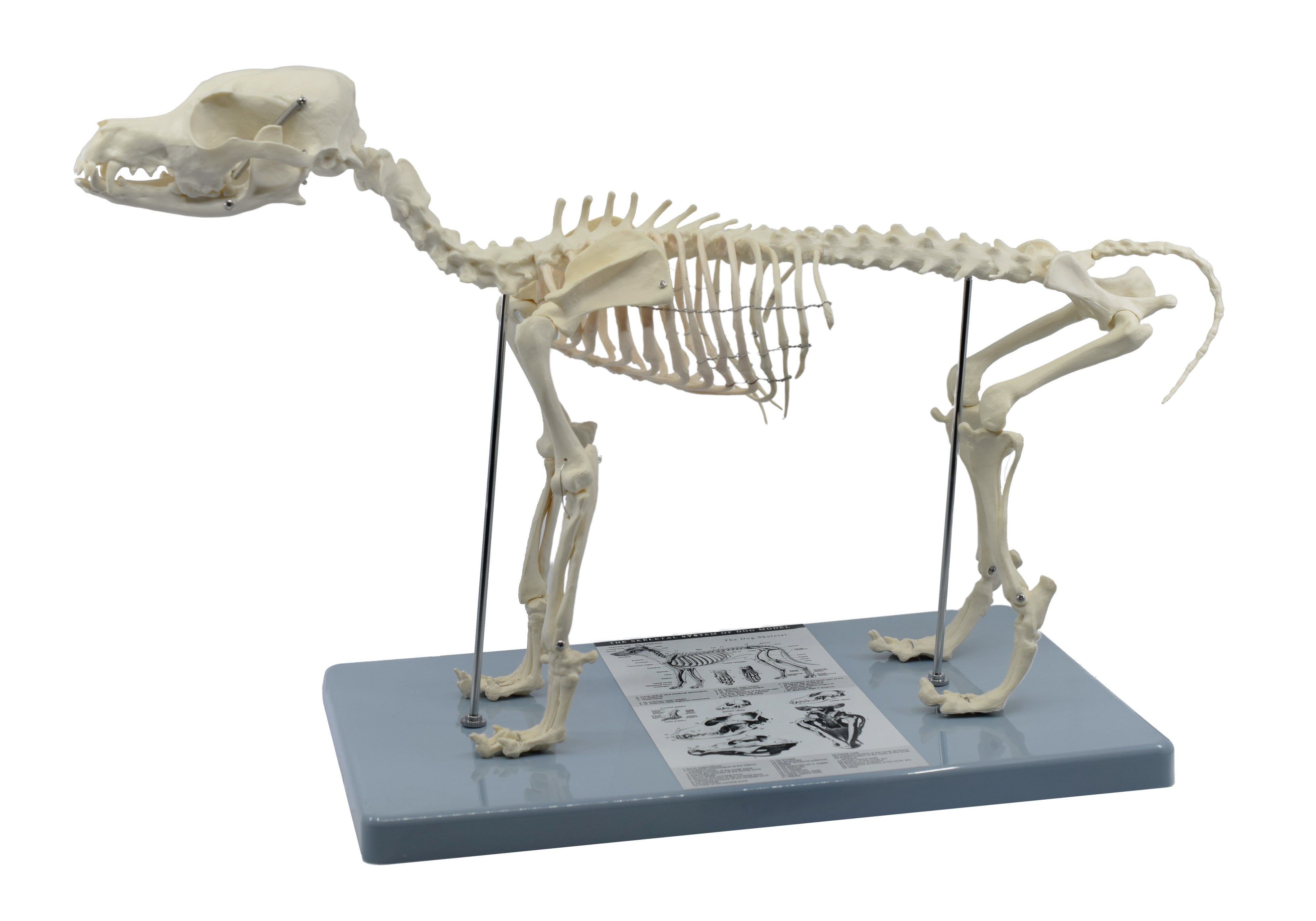 Adult Dog Skeletal System Model, Life Size, 12"