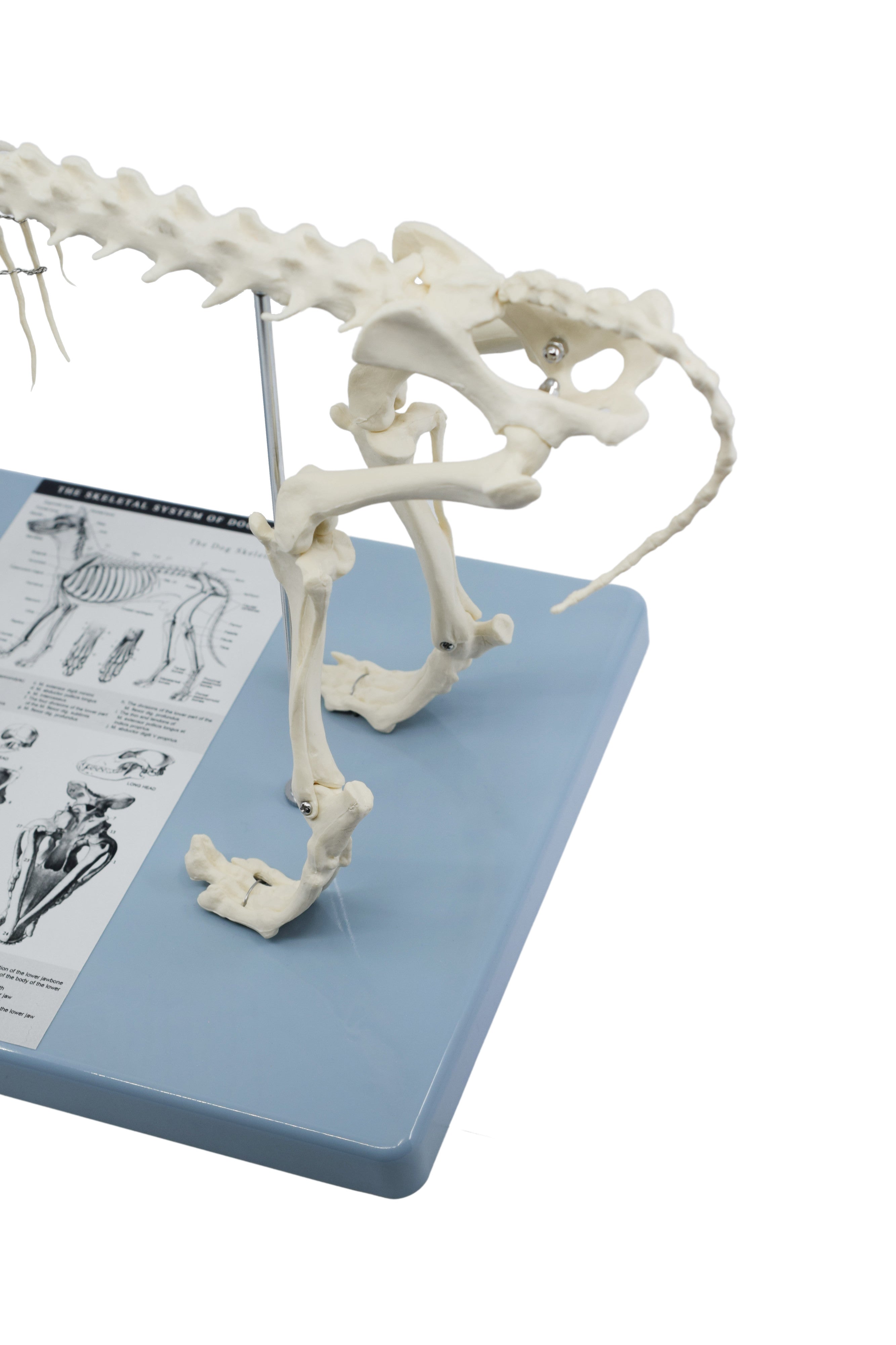 Adult Dog Skeletal System Model, Life Size, 12"