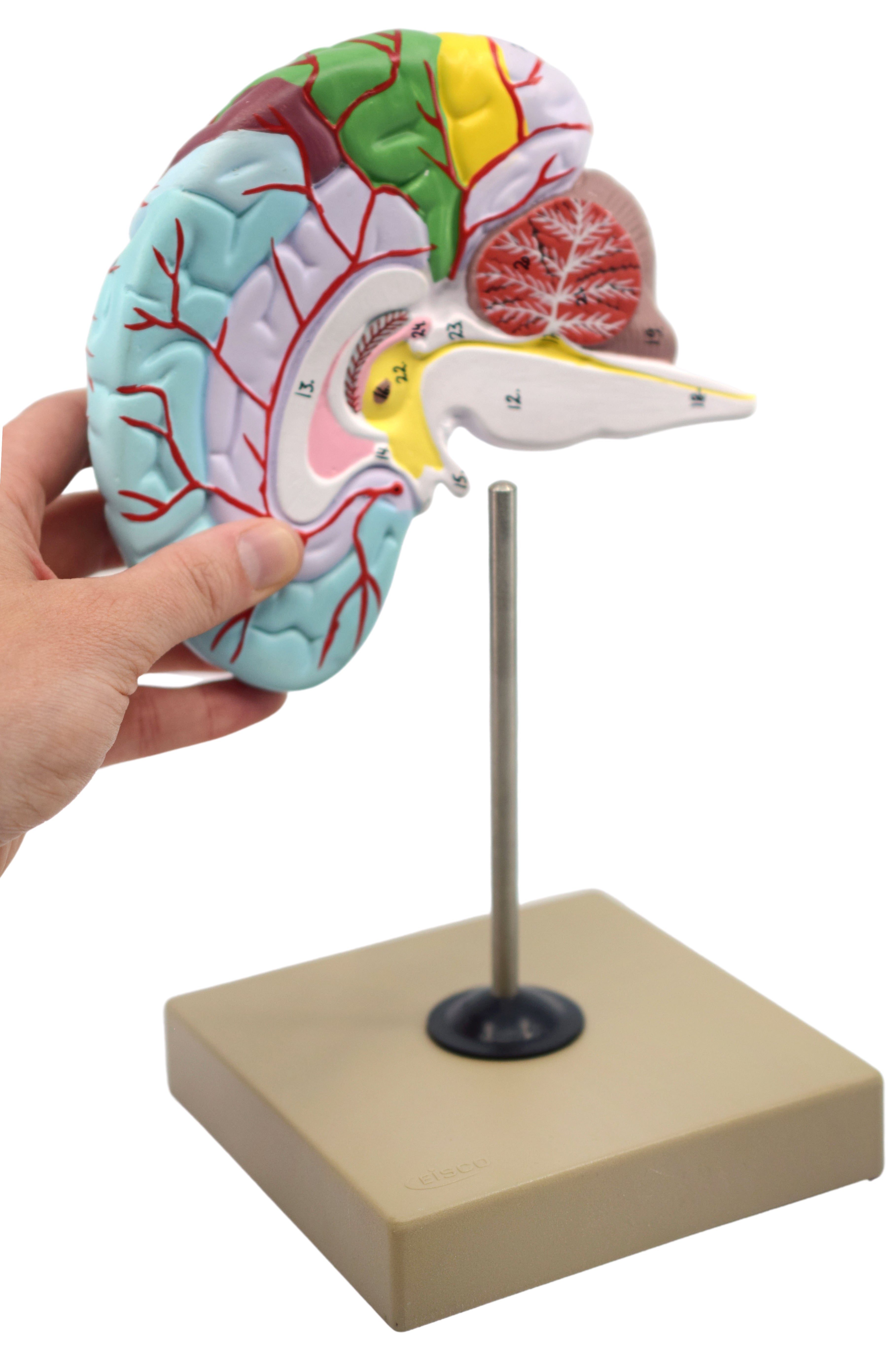 Life-Size Half Brain Cross-Section Model, Color-Coded with Mount