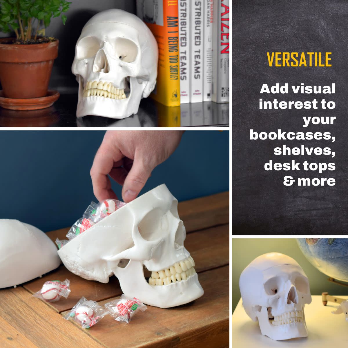 Medical Quality 3-Part Human Skull Model