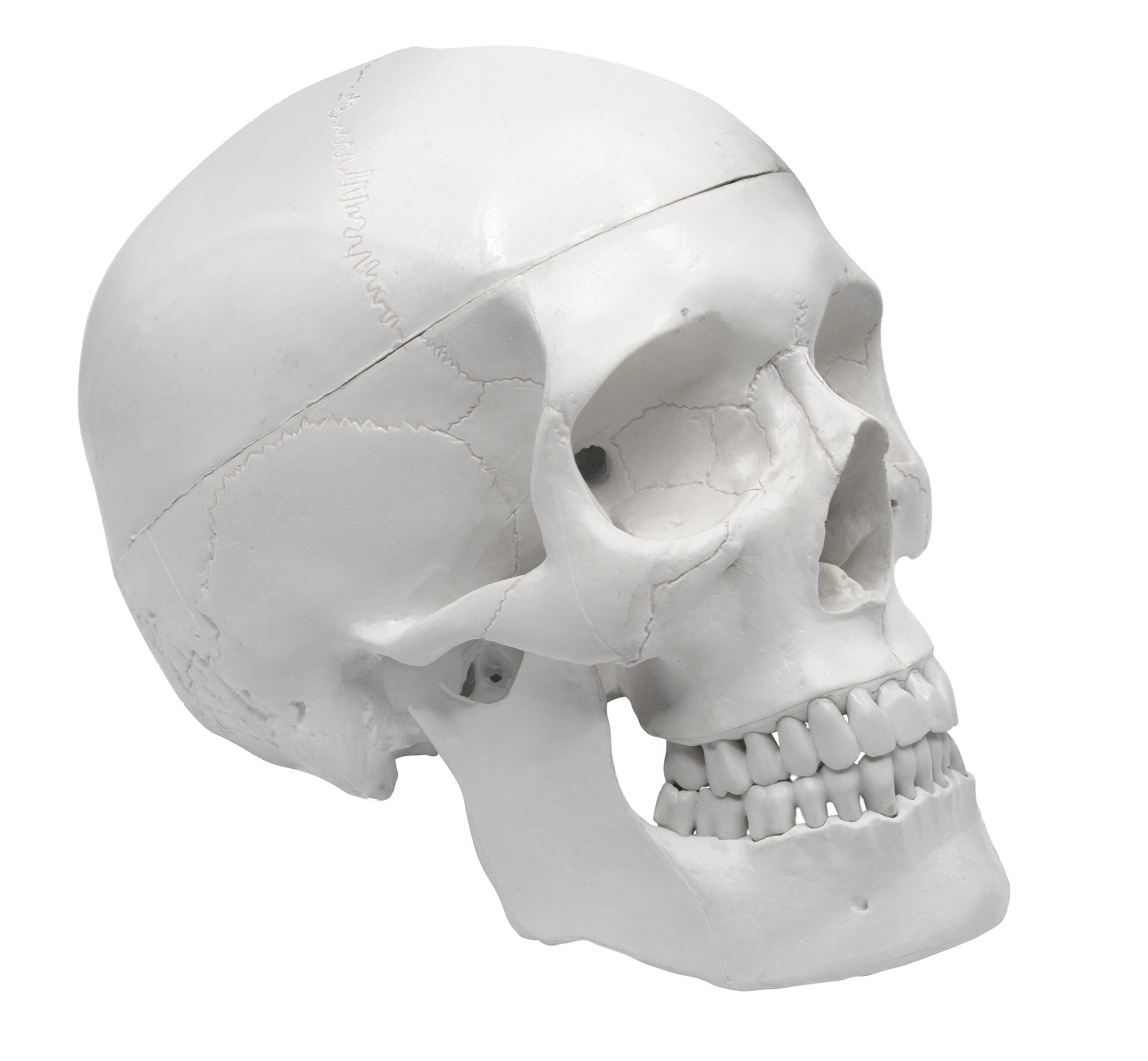 Medical Quality 3-Part Human Skull Model