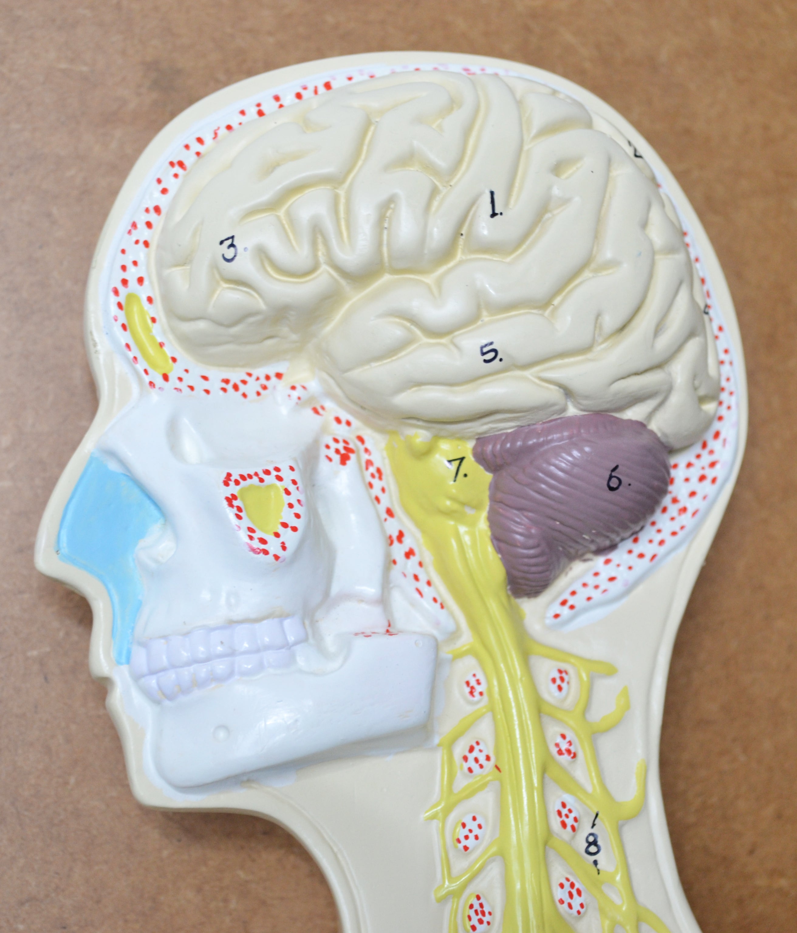 32" Nervous System Model, Mounted