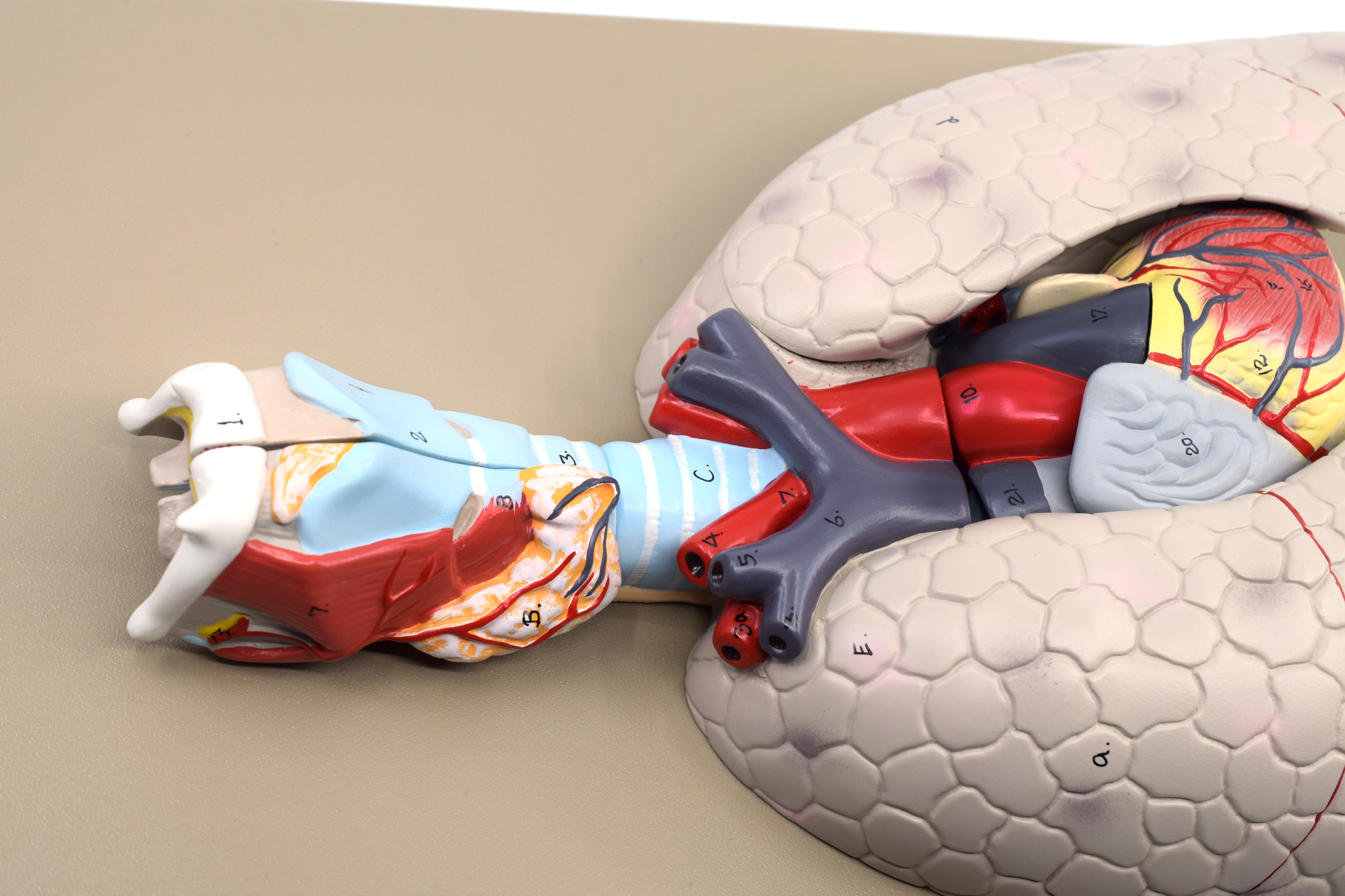 Human Heart and Lung Model with Removable Heart, 16.5"