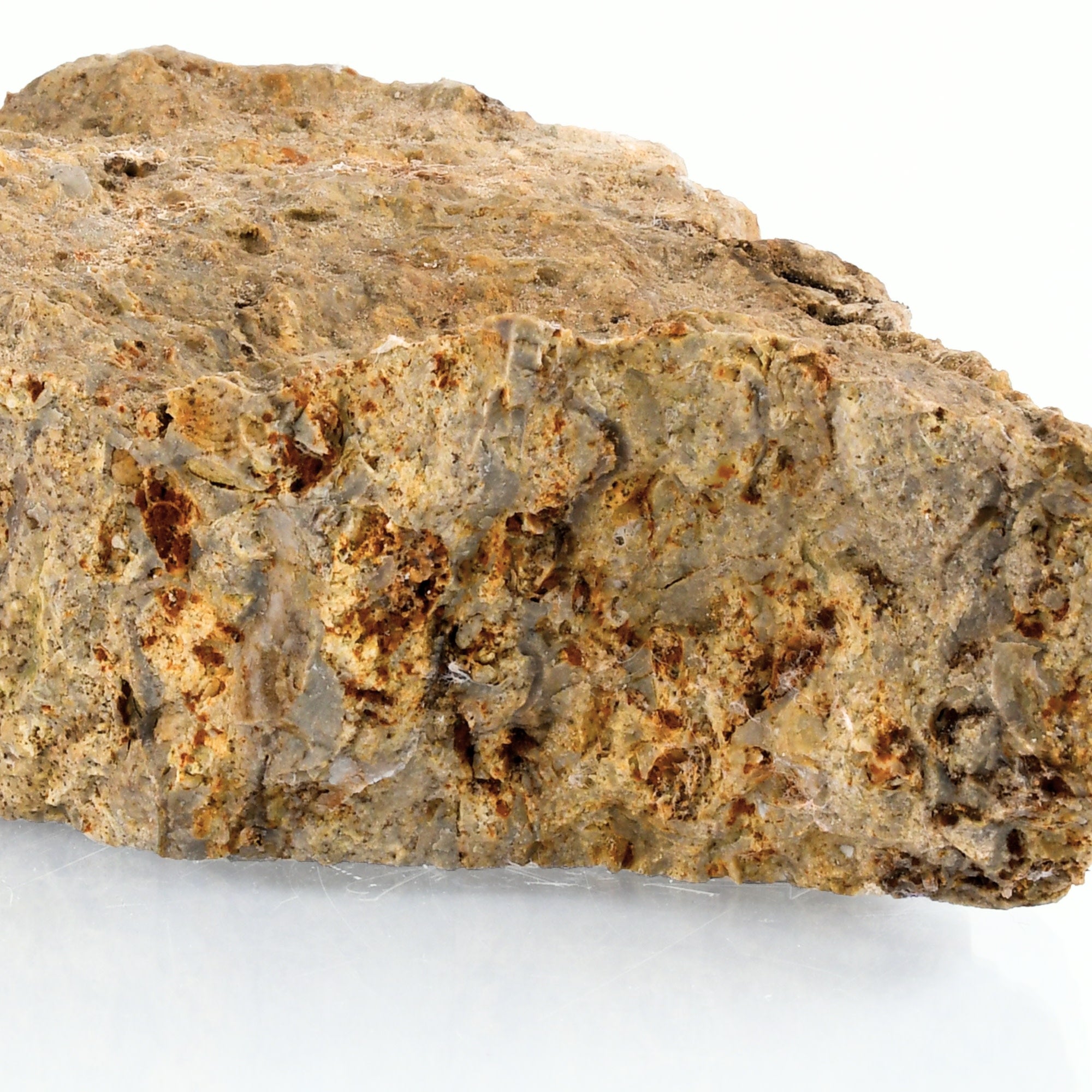 Raw Fossiliferous Limestone Sedimentary Rock Hand Sample, Approx 3 inch