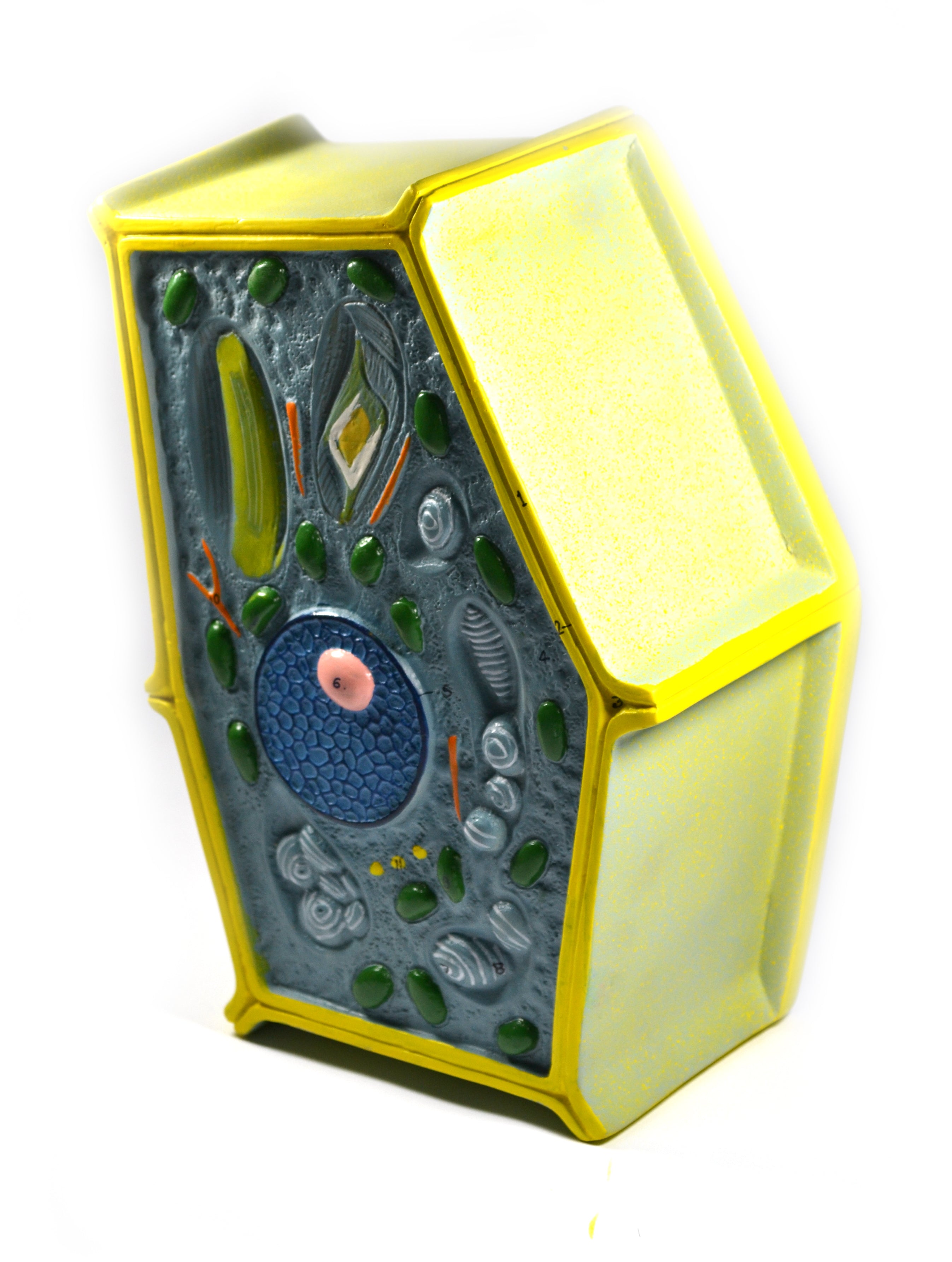 Free-Standing Plant Cell Model, 50 Million X Enlarged, 10 x 6.5 x 4"