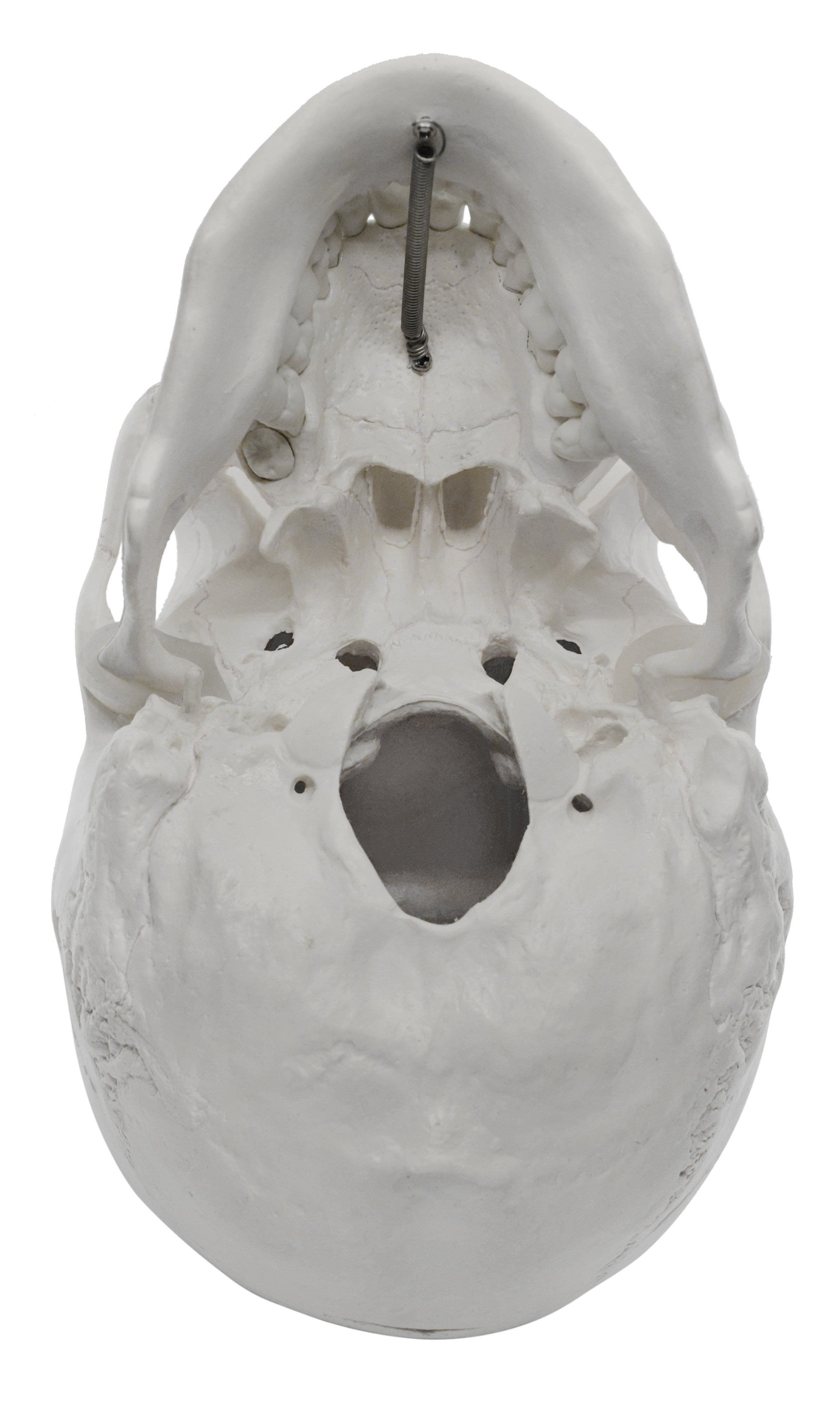 Medical Quality 3-Part Human Skull Model
