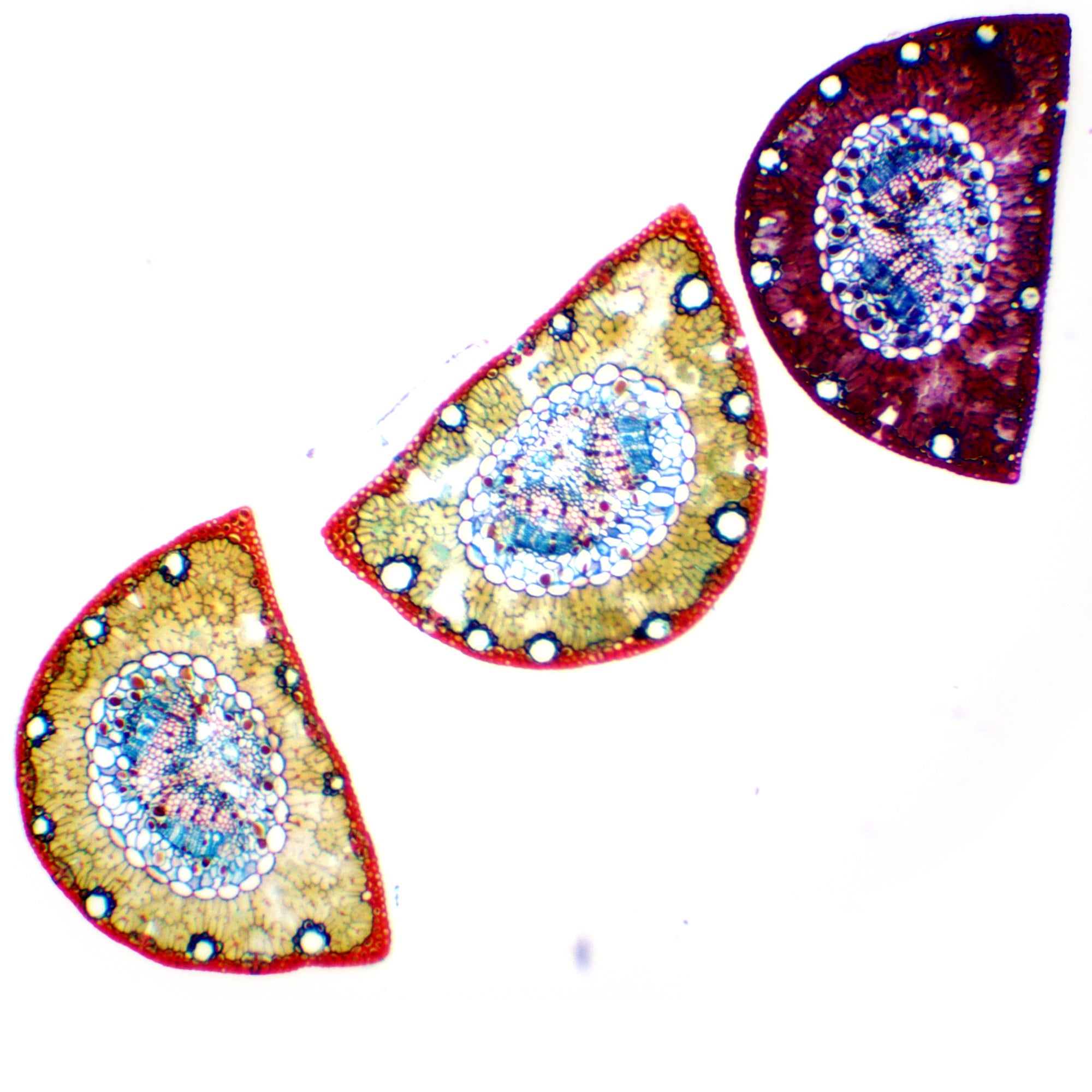 Pine Needle Leaf Cross Section Prepared Microscope Slide