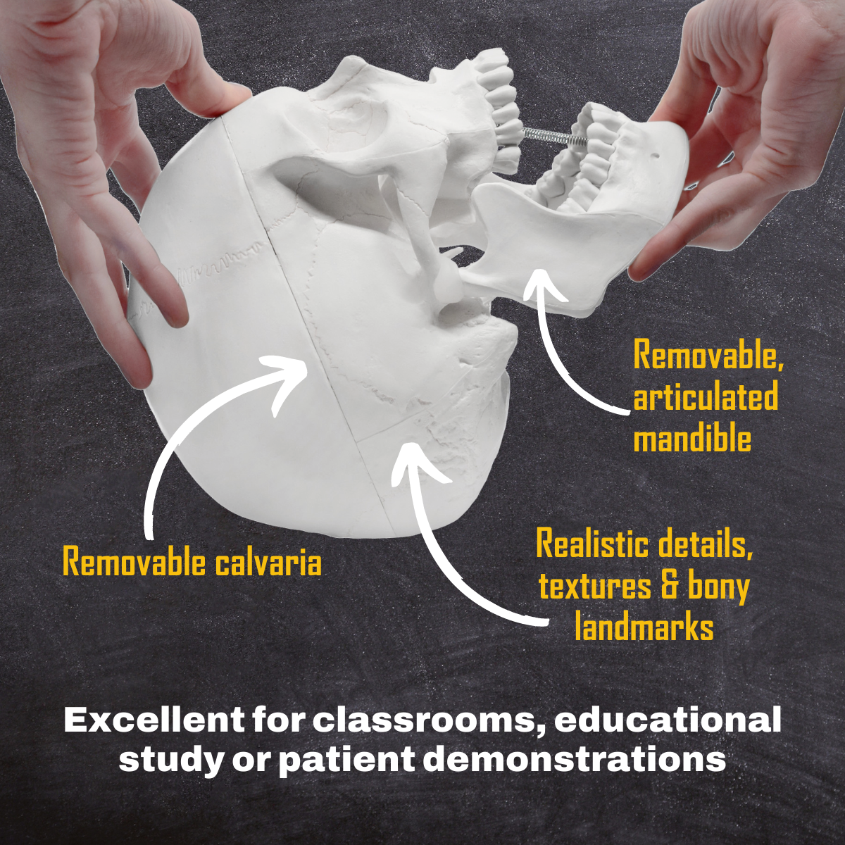 Medical Quality 3-Part Human Skull Model