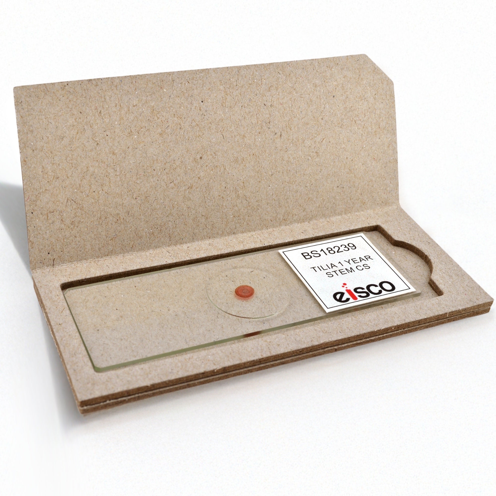 Tilia Stem Cross-Section, 1-Year Dicot Prepared Microscope Slide