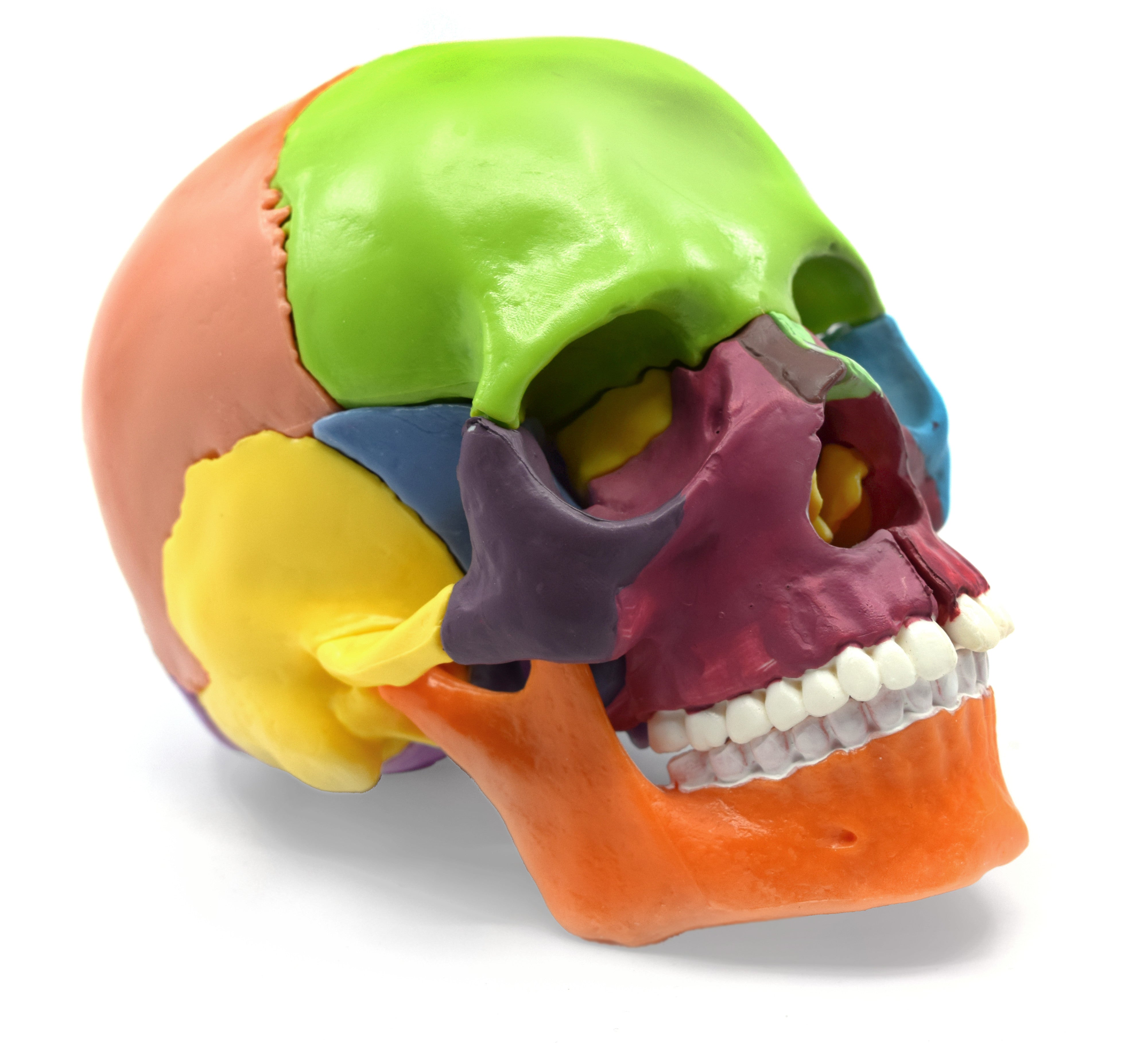 Didactic Miniature Skull Model, Painted Multi-Color, 15-Piece, 1/2 Natural Size