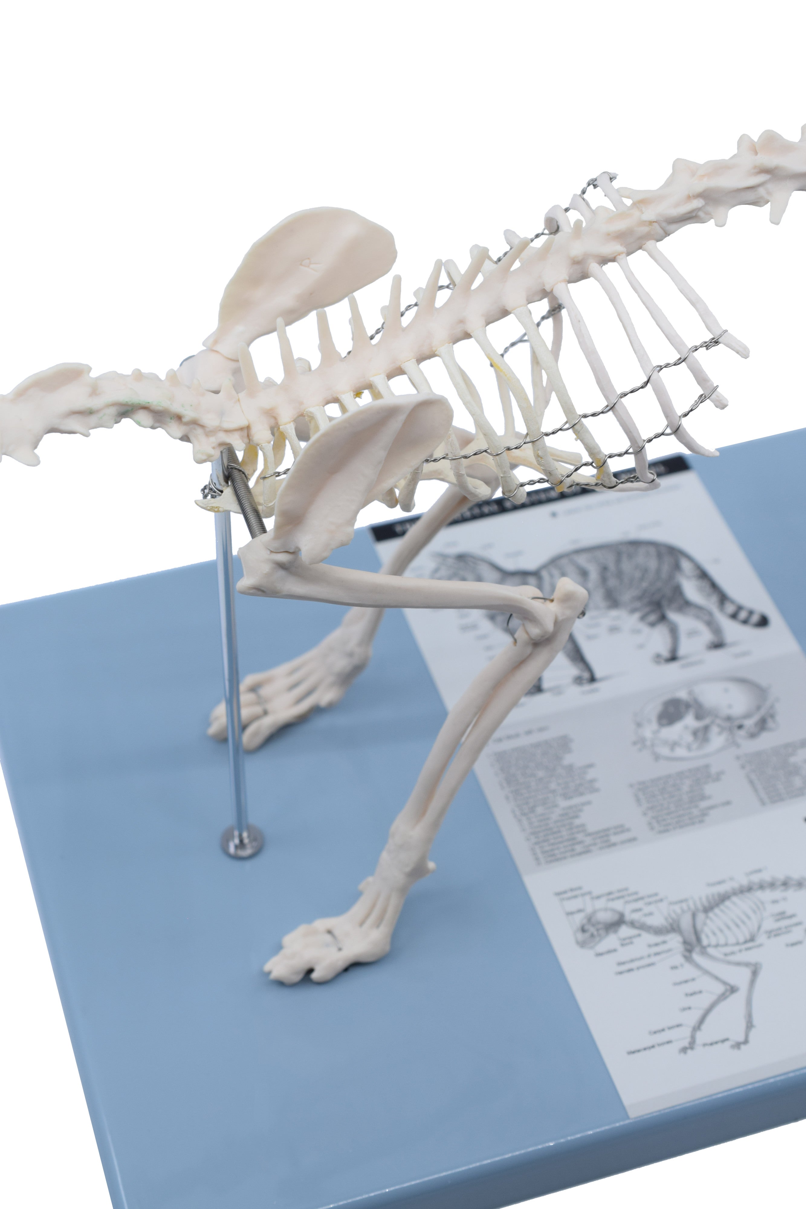 Adult Cat Skeletal System Model, Life Size, 8.25"