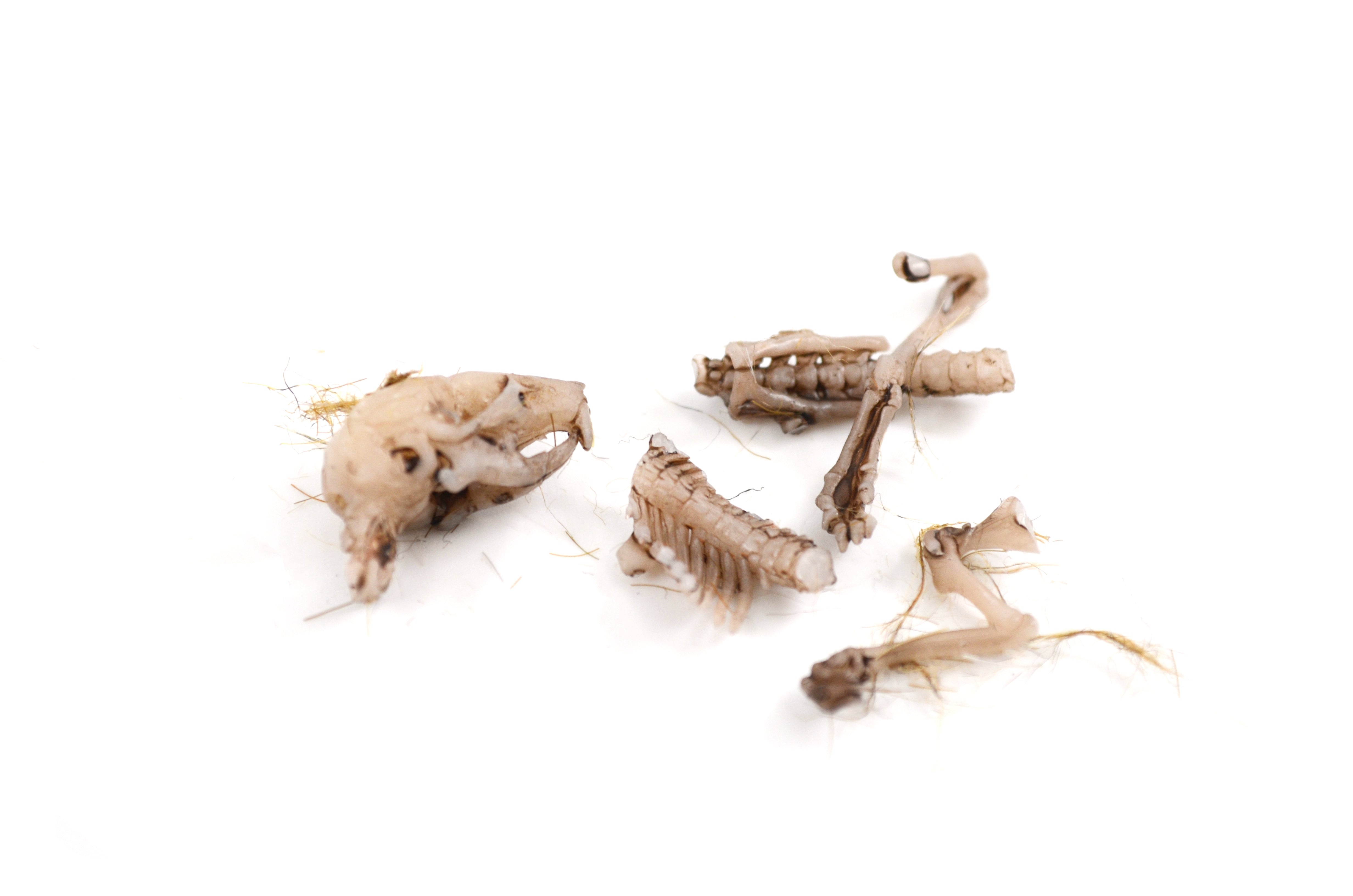 Simulated Owl Pellet with Mouse, 3 x 1.5 inch