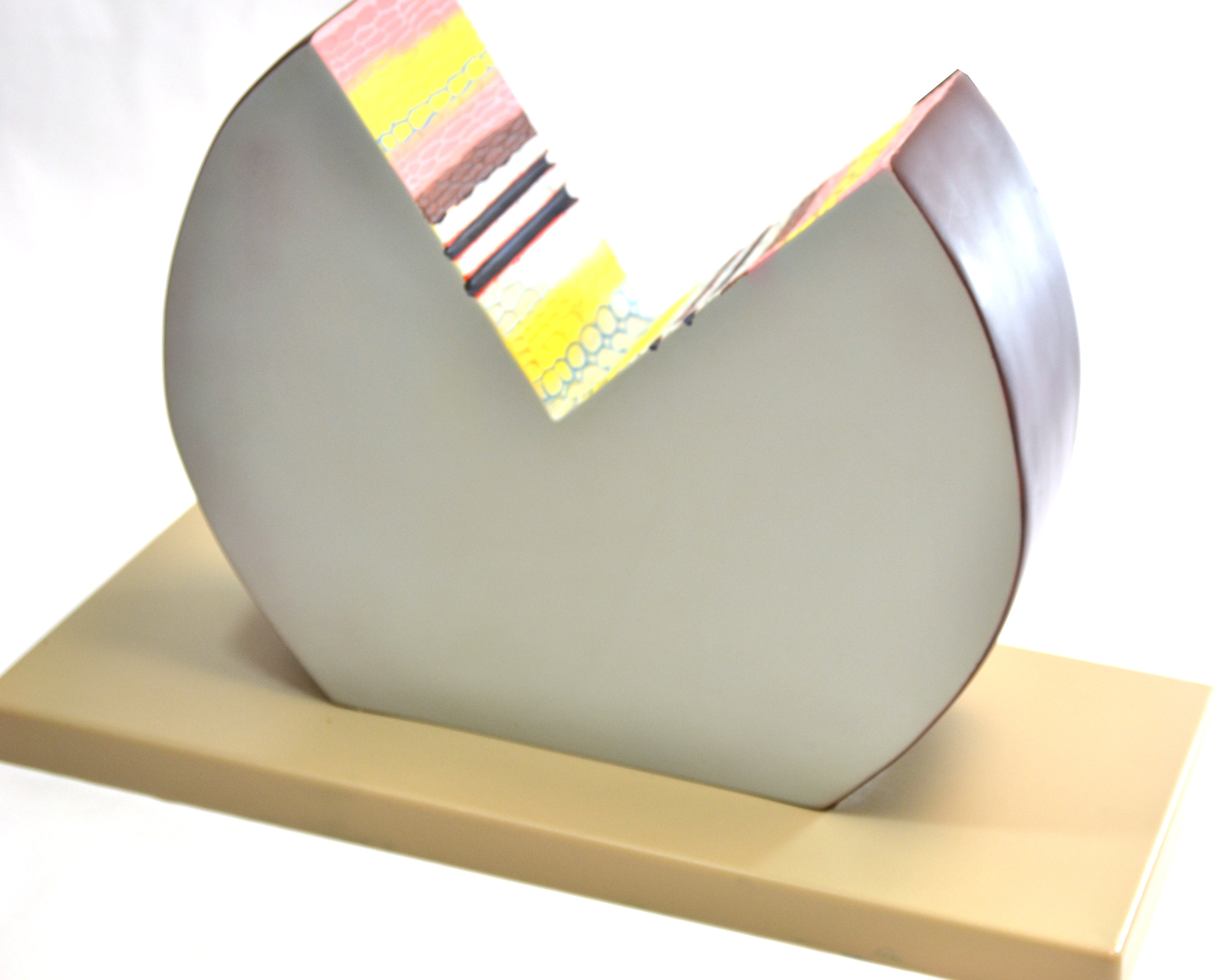 Numbered Dicot Stem Model
