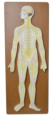 32" Nervous System Model, Mounted