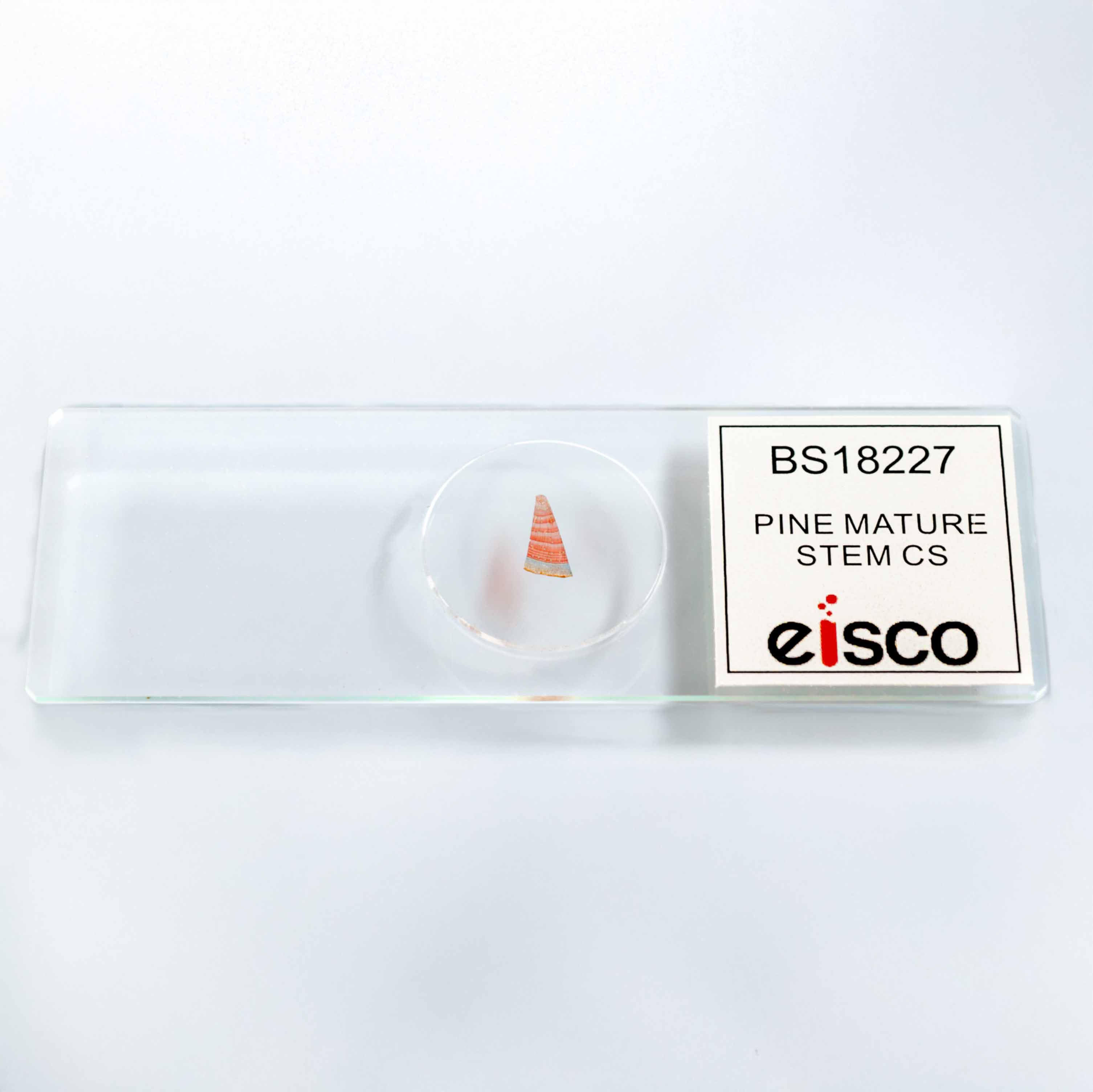 Pine Mature Stem Cross-Section Prepared Microscope Slide